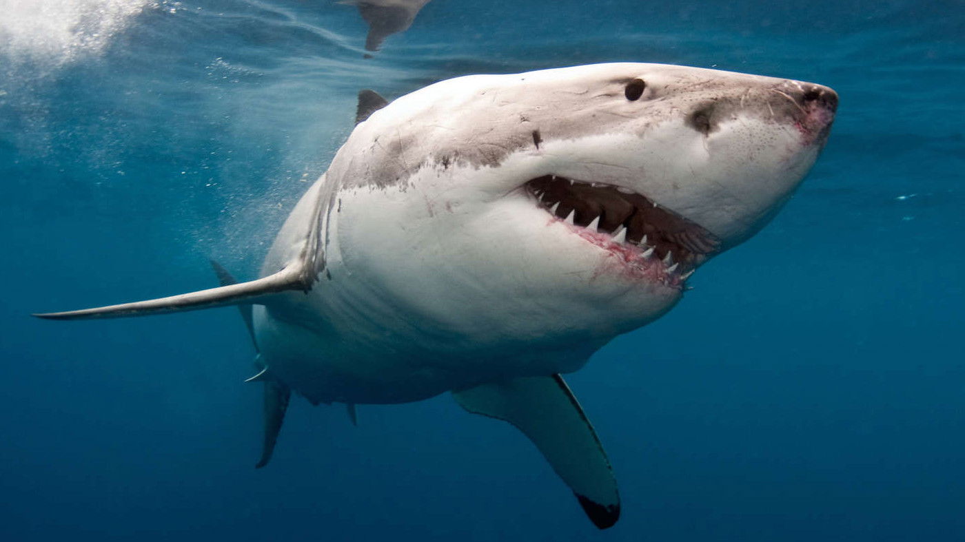 Backdrop for The Search for the Ocean's Super Predator