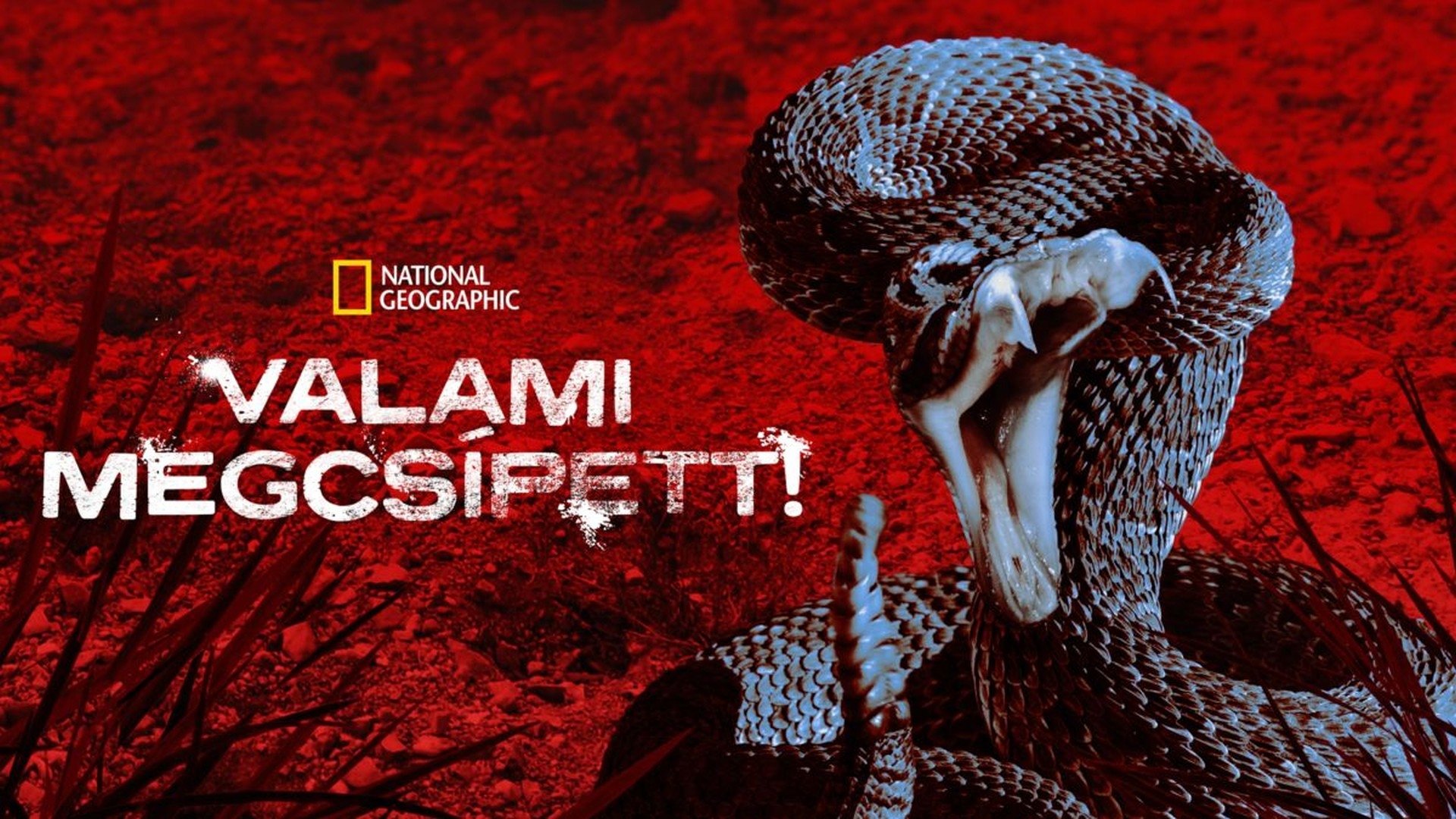 Backdrop for I Was Bitten