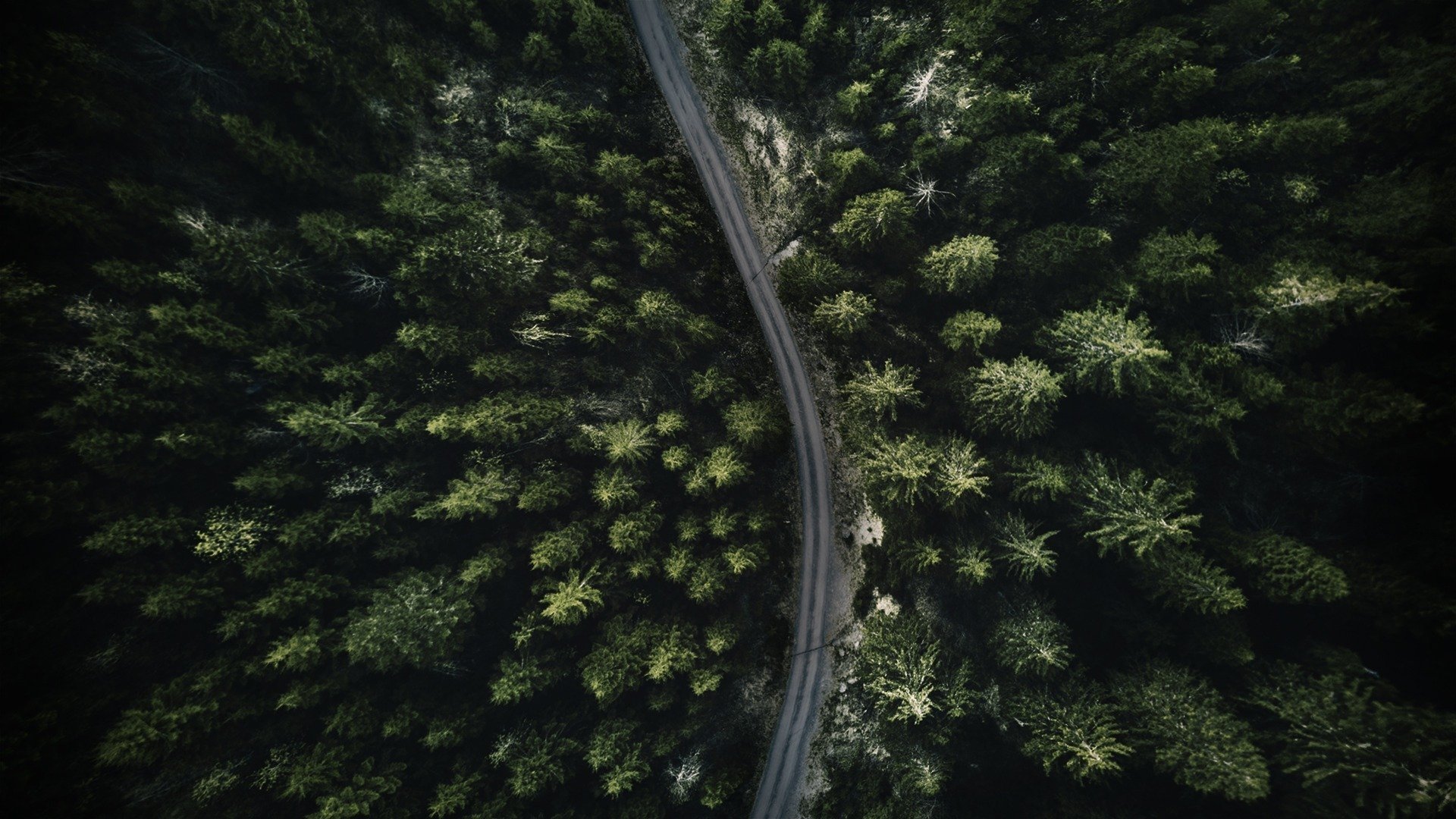 Backdrop for The Wonderland Murders