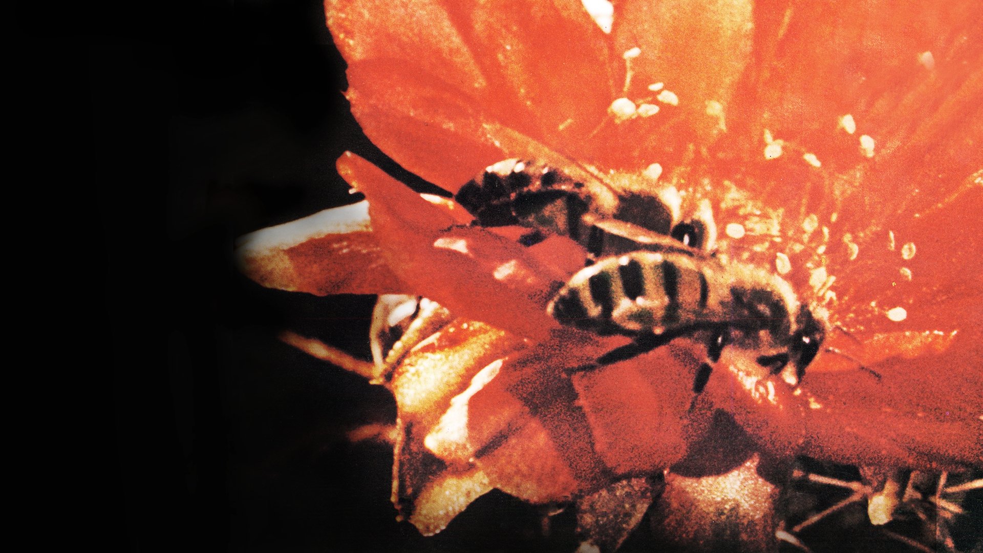 Backdrop for Secrets of Life