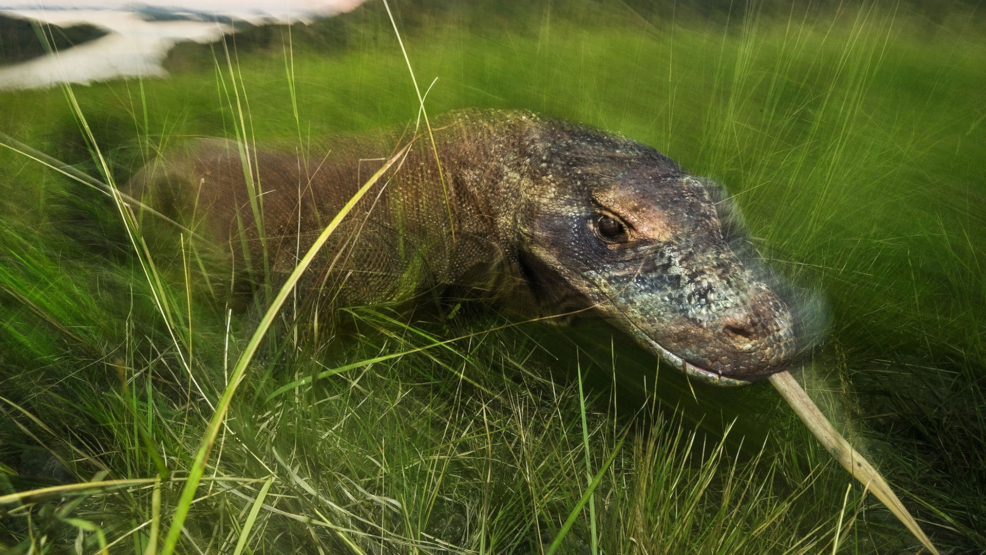 Backdrop for Dragons Alive