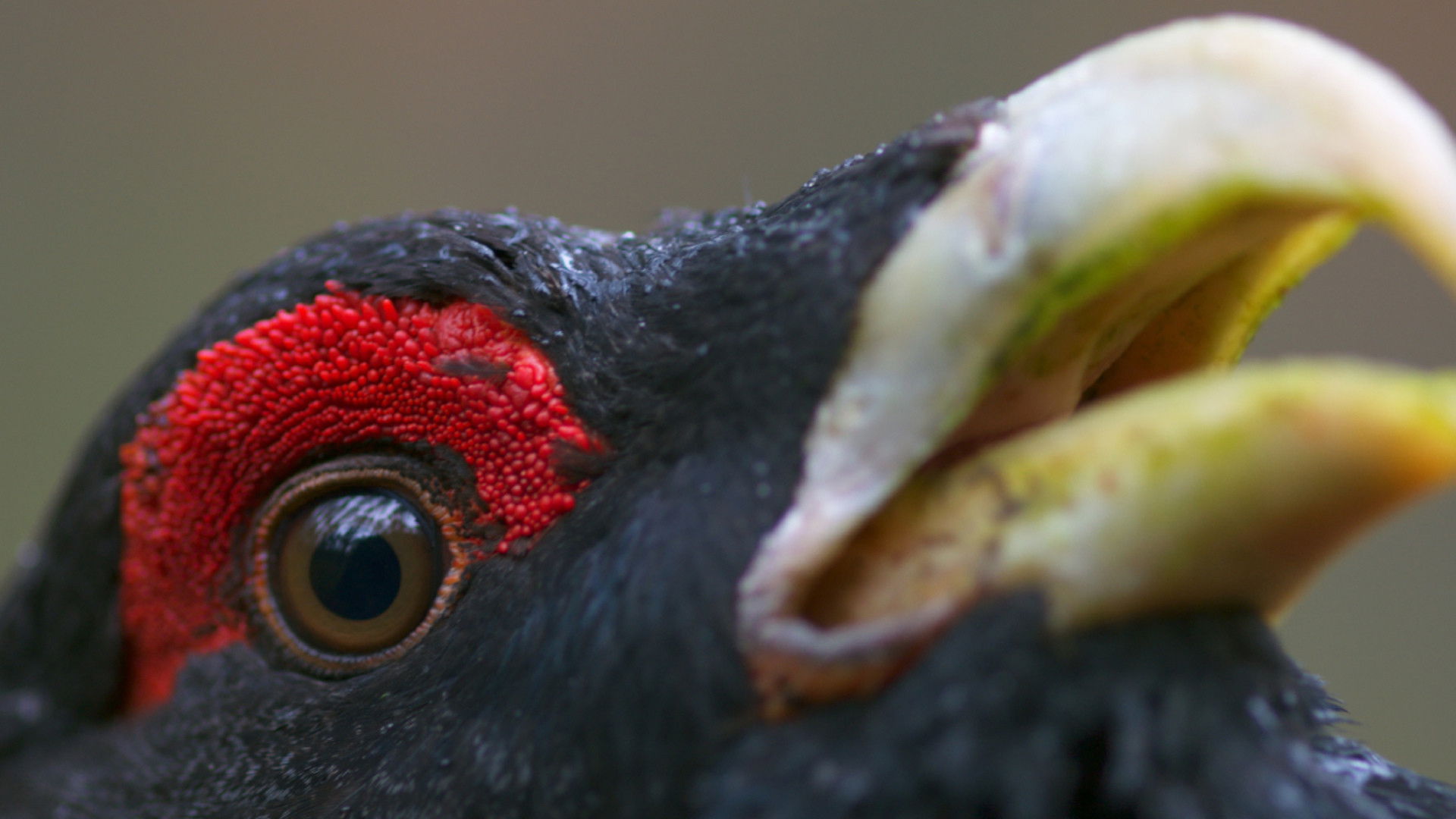 Backdrop for The Ancient Woods
