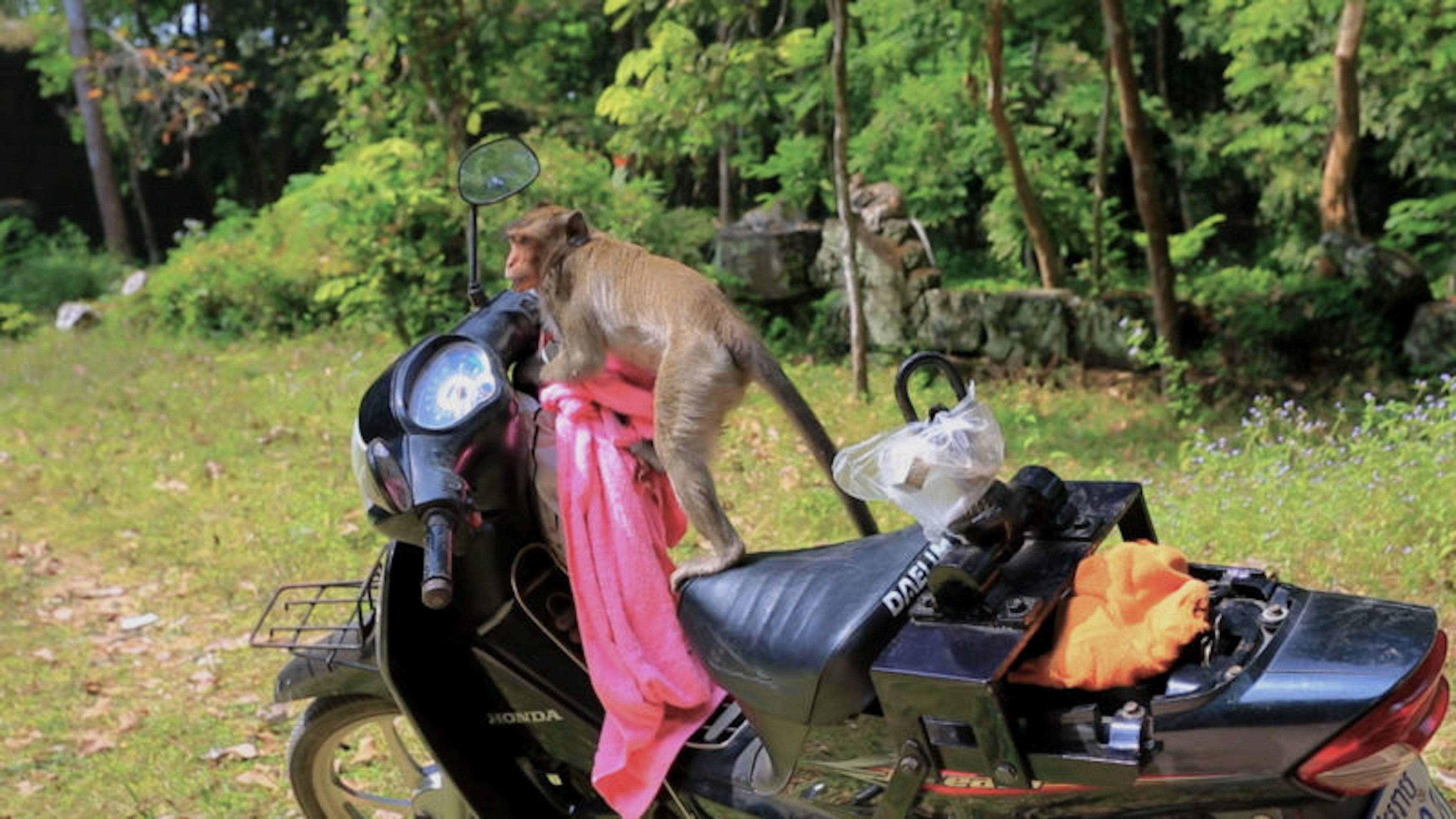 Backdrop for Silly Animals