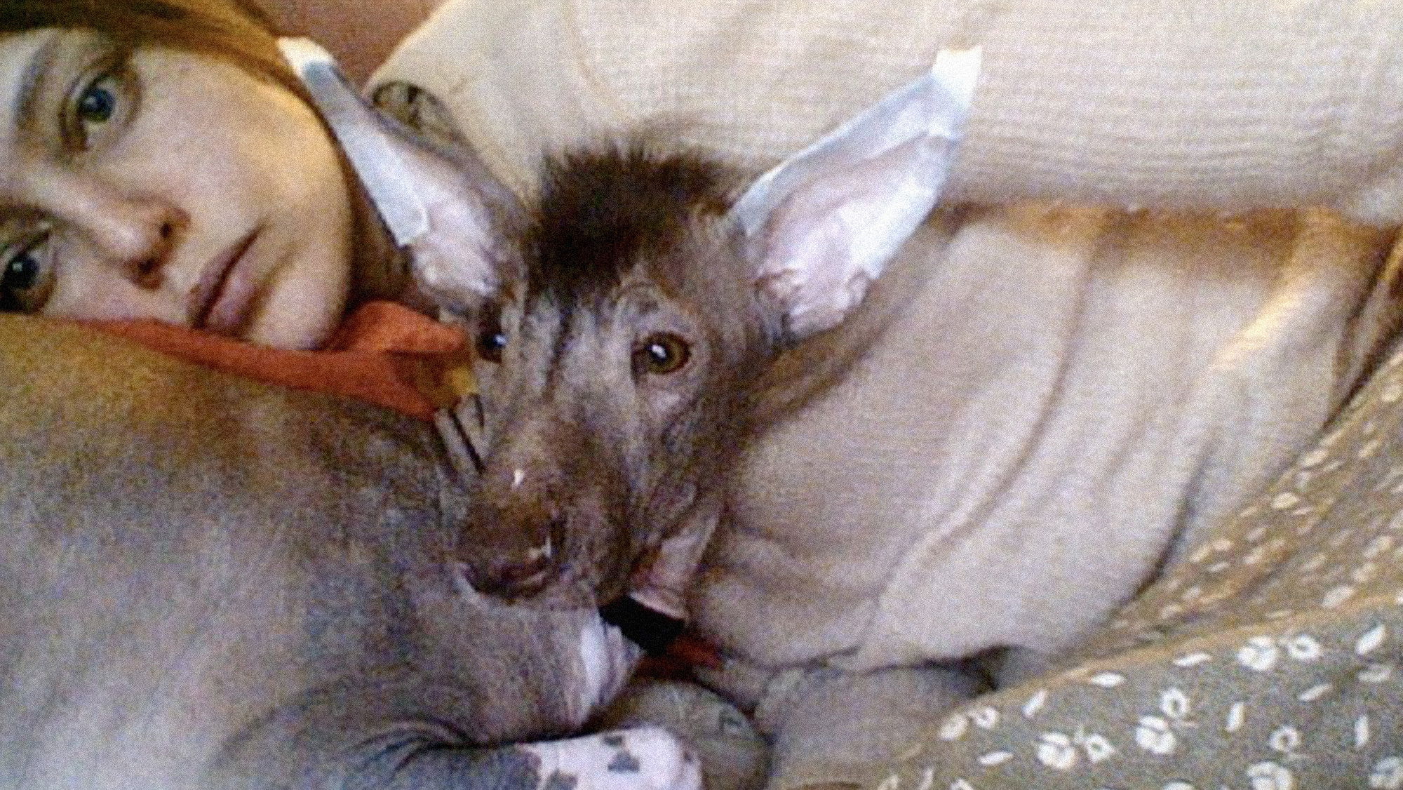 Backdrop for I Am Katya Golubeva