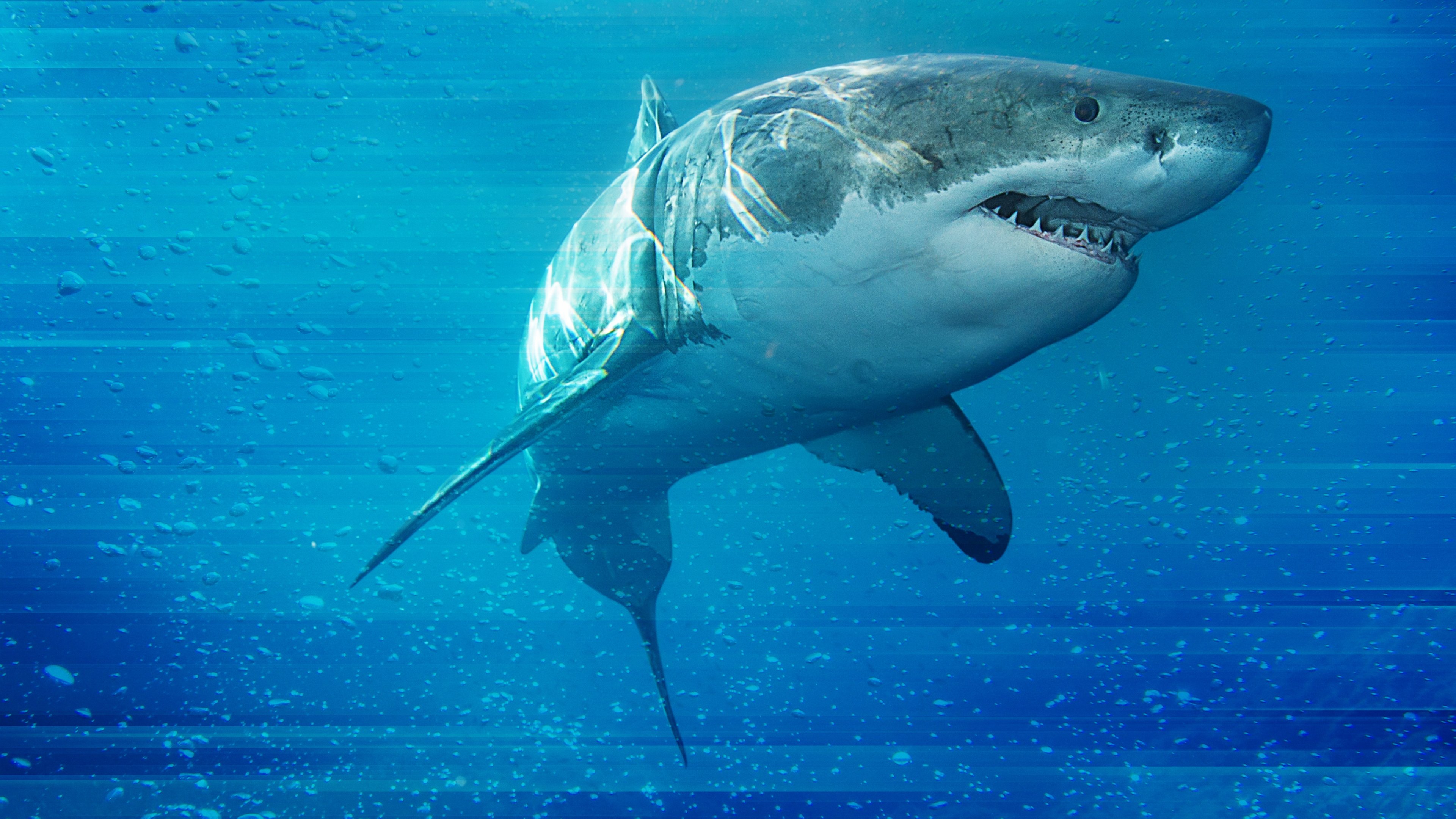 Backdrop for Game of Sharks