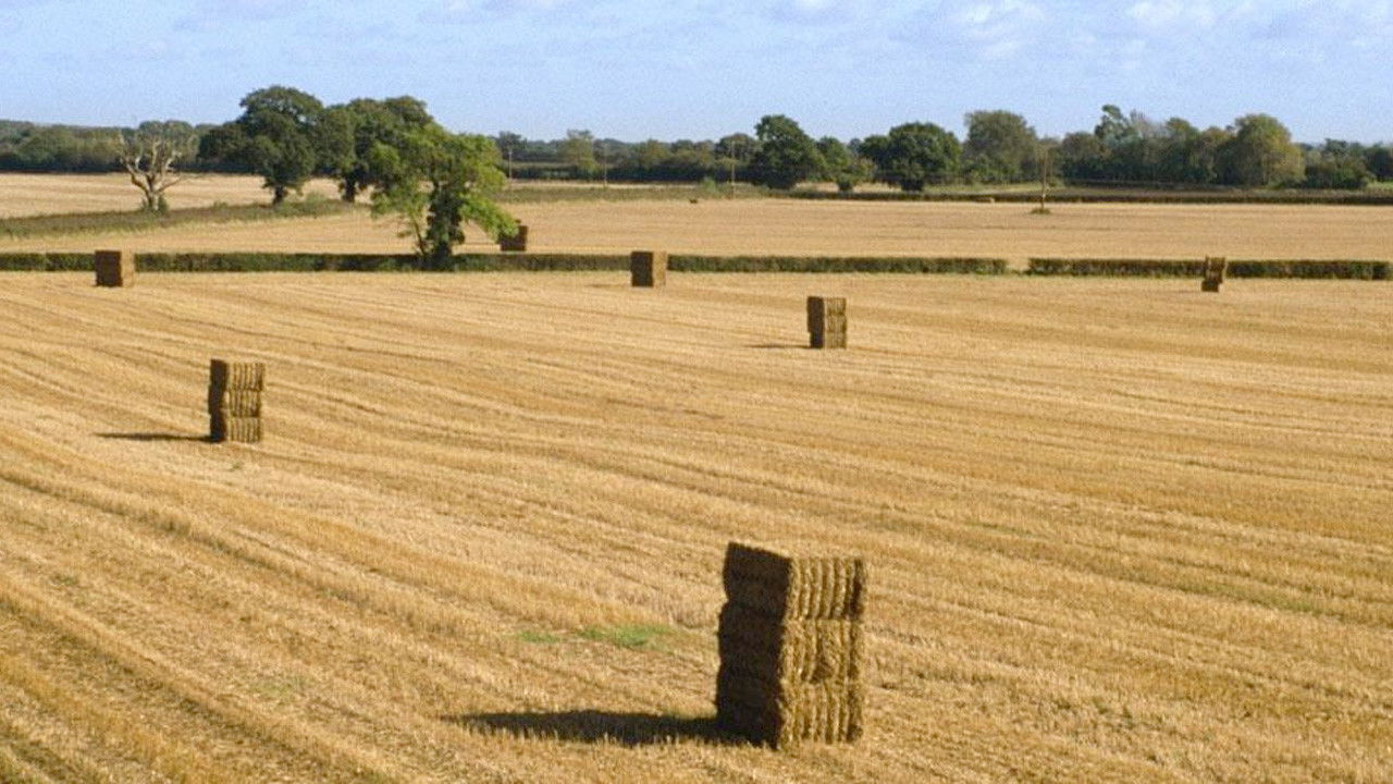 Backdrop for Robinson in Ruins