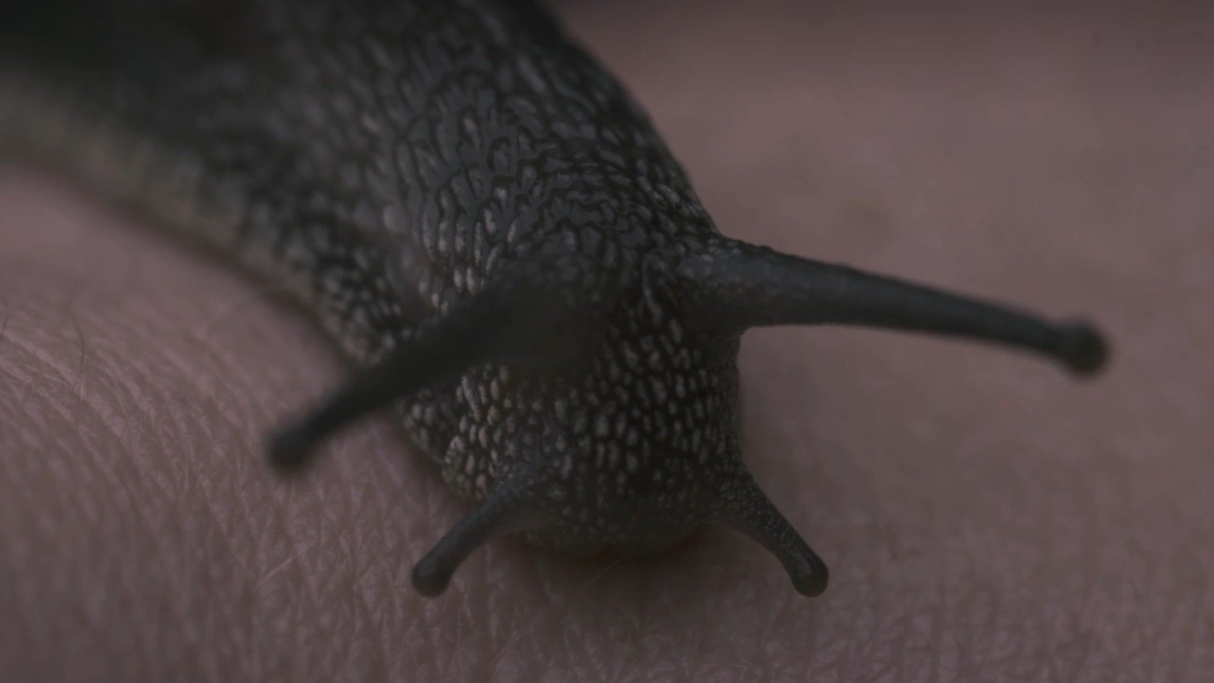 Backdrop for Human Botany