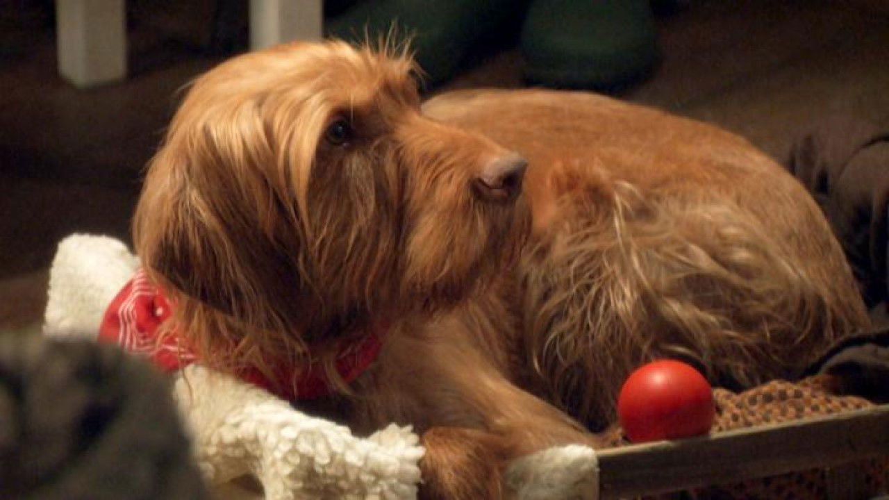 Backdrop for Salty's Waggy Tales