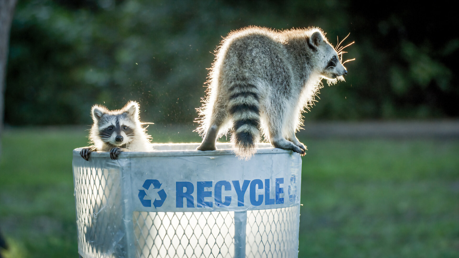 Backdrop for Miami Wild