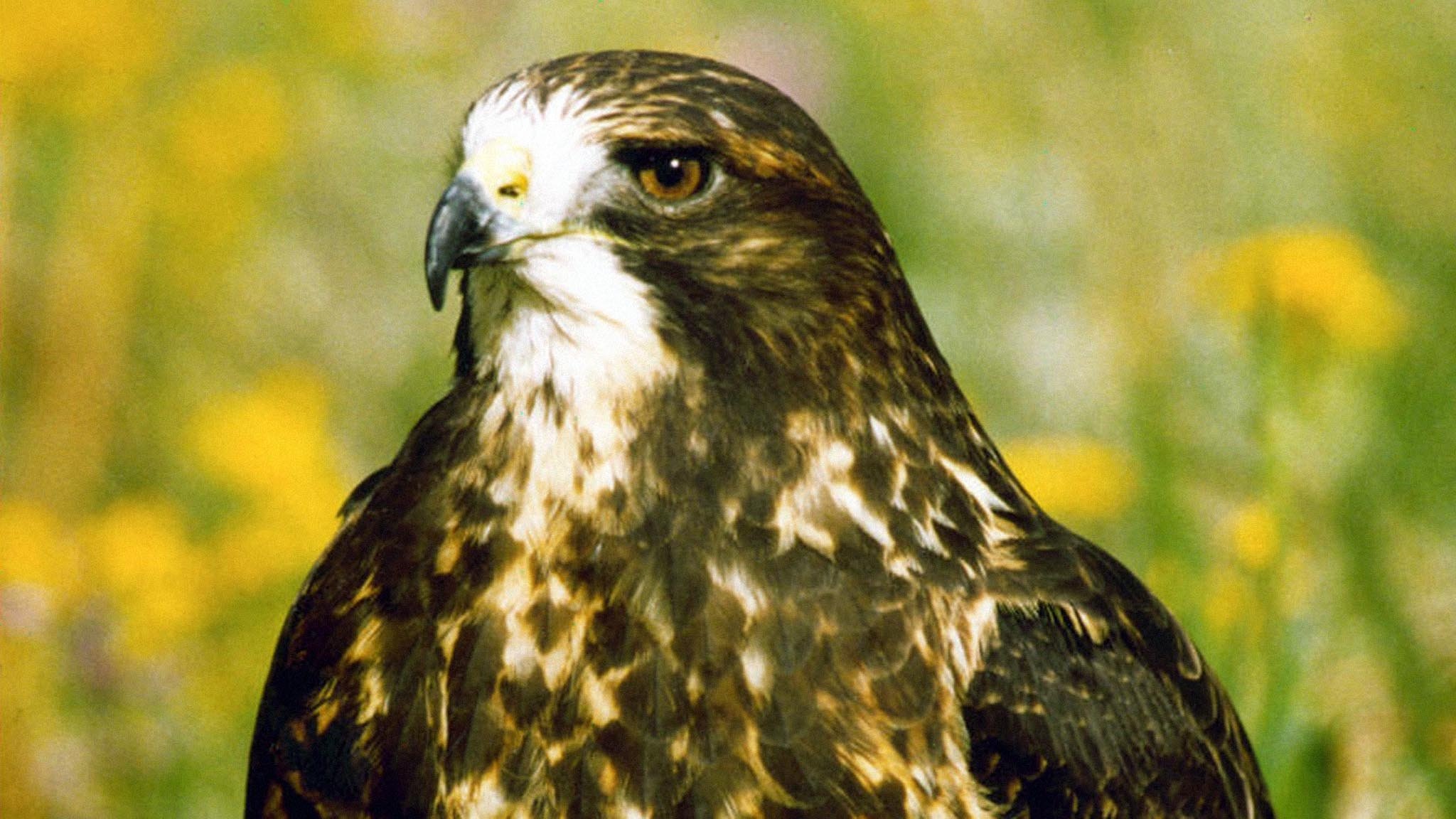 Backdrop for Twixt Heaven and Earth