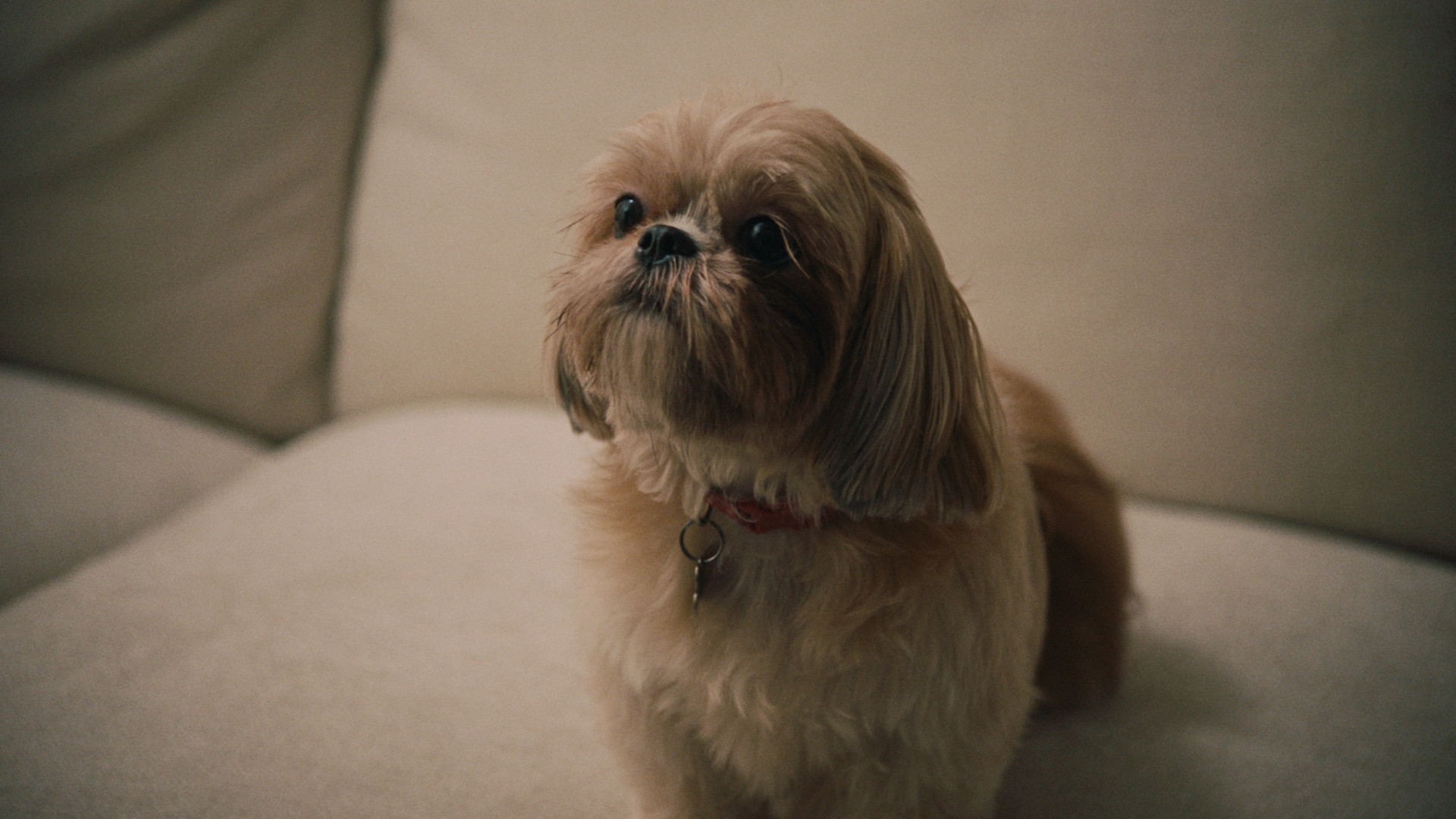 Backdrop for The Actor