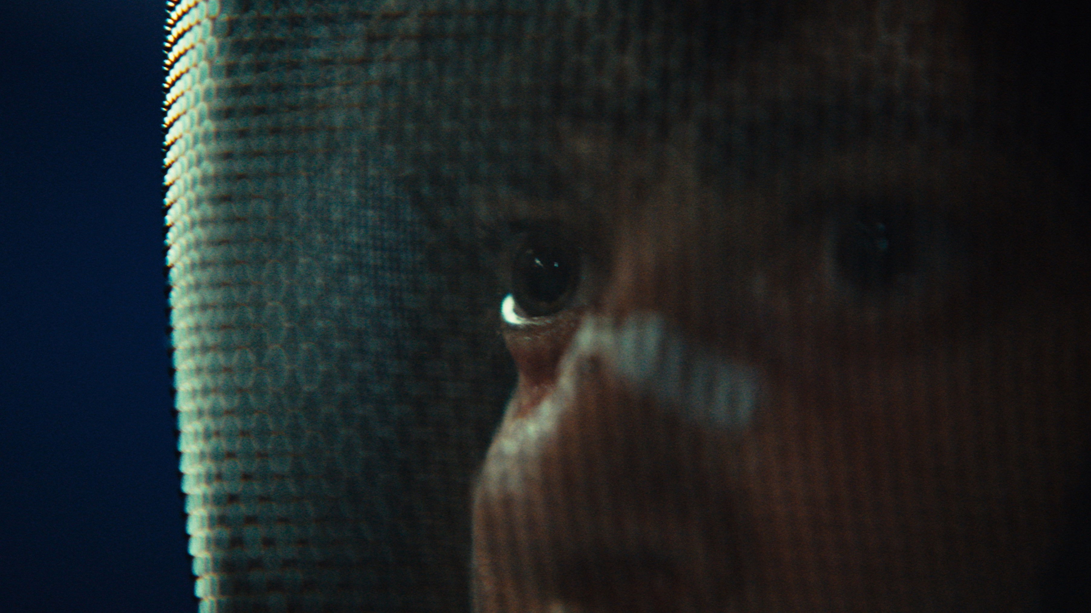 Backdrop for The Fencer