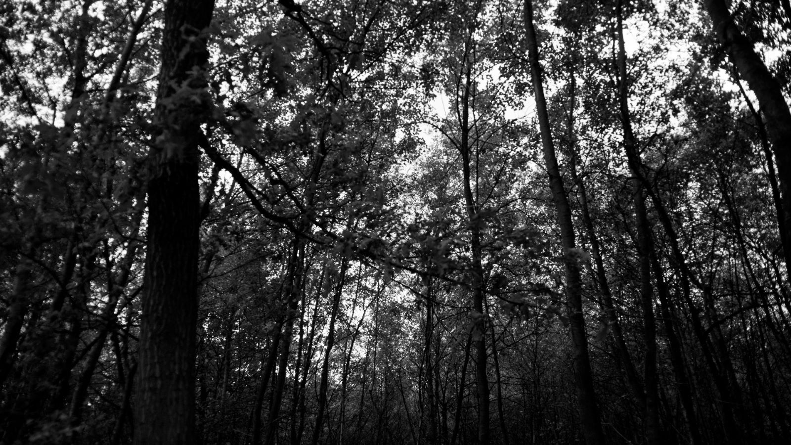 Backdrop for Christiaan Hesen