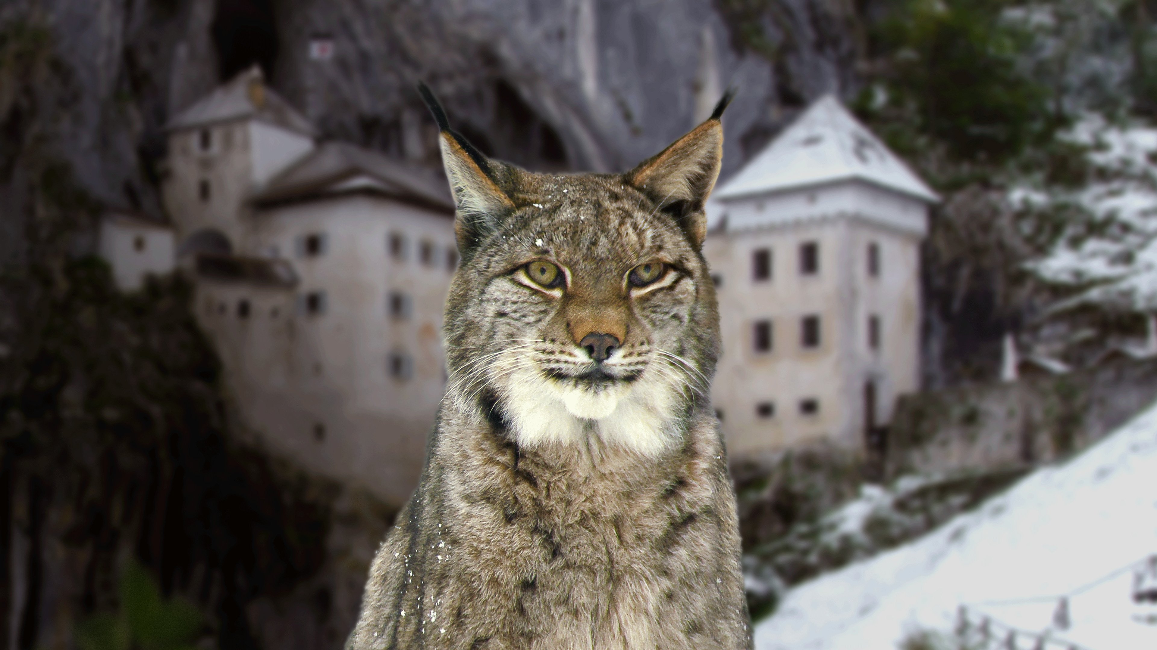 Backdrop for Wild Castles