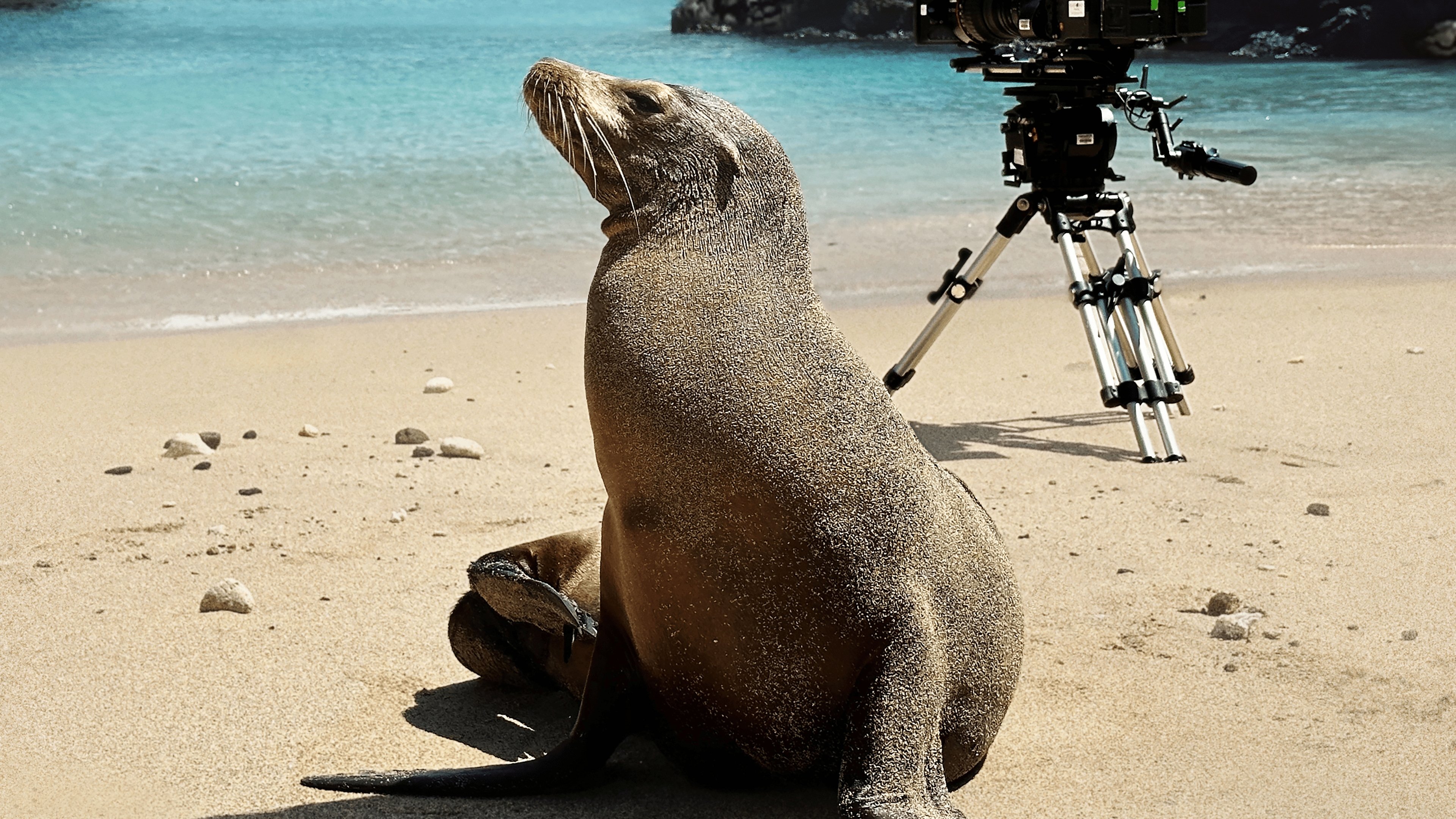 Backdrop for Guardians of the Galapagos