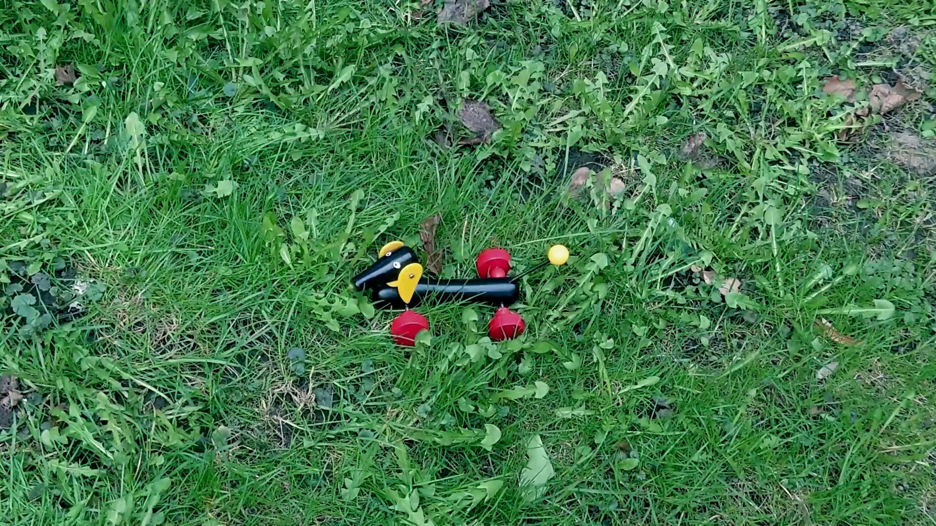 Backdrop for Girl Looking for Dog