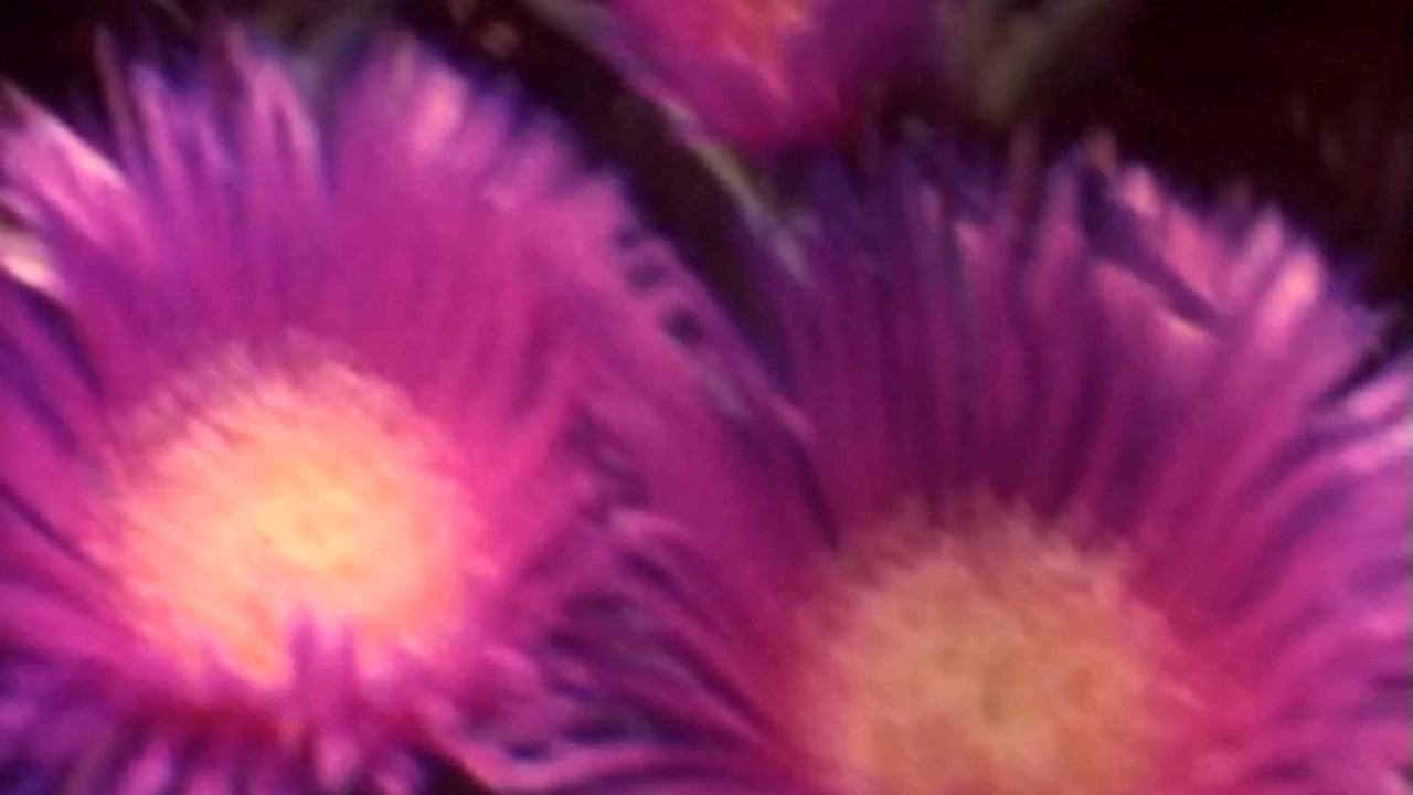 Backdrop for Blanche