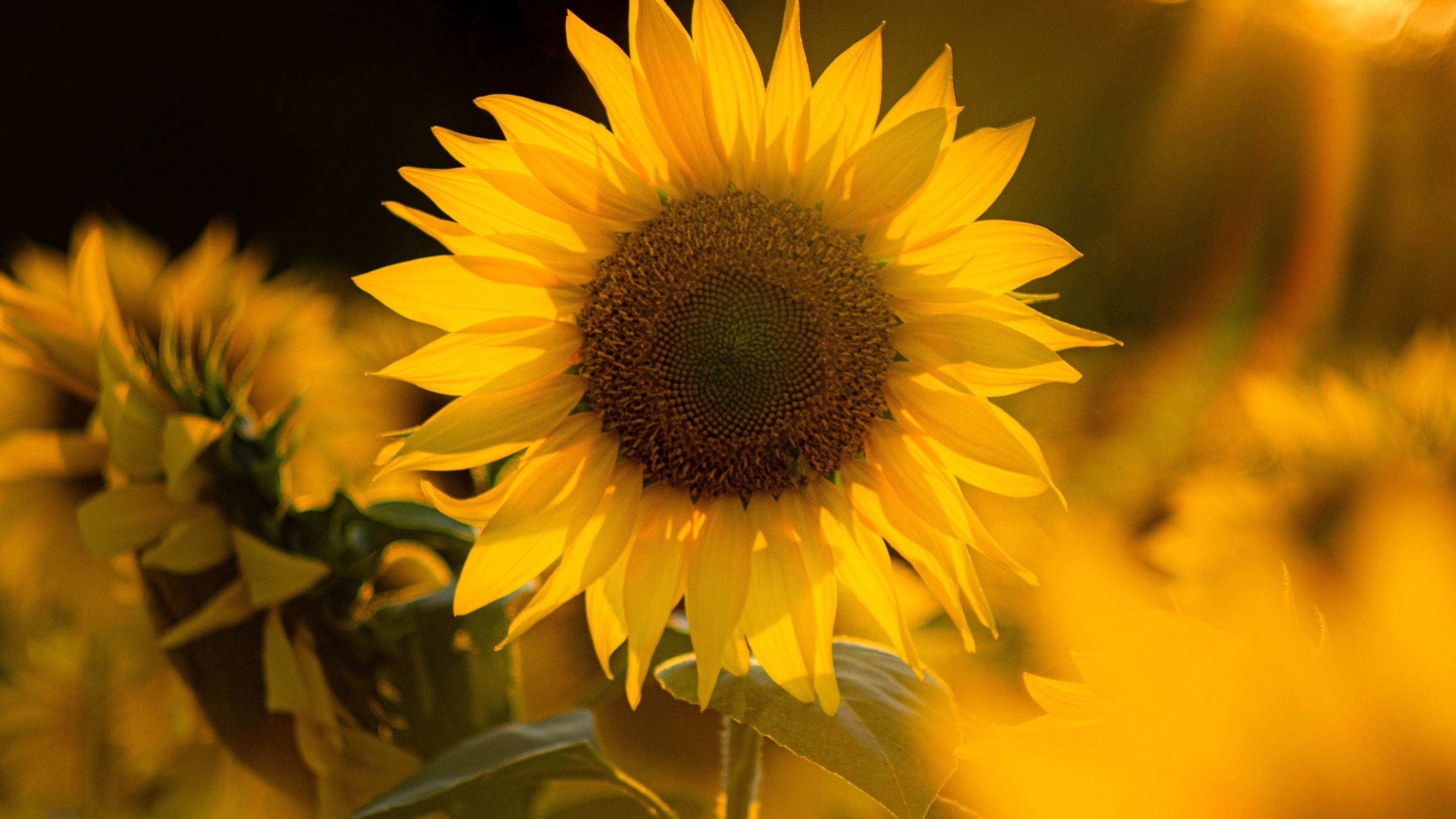 Backdrop for Super plantes