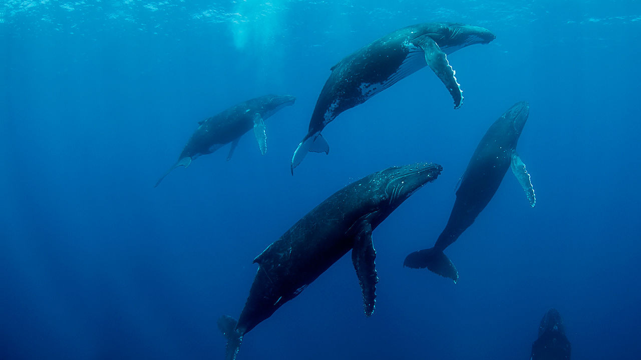 Backdrop for Humpback Whales