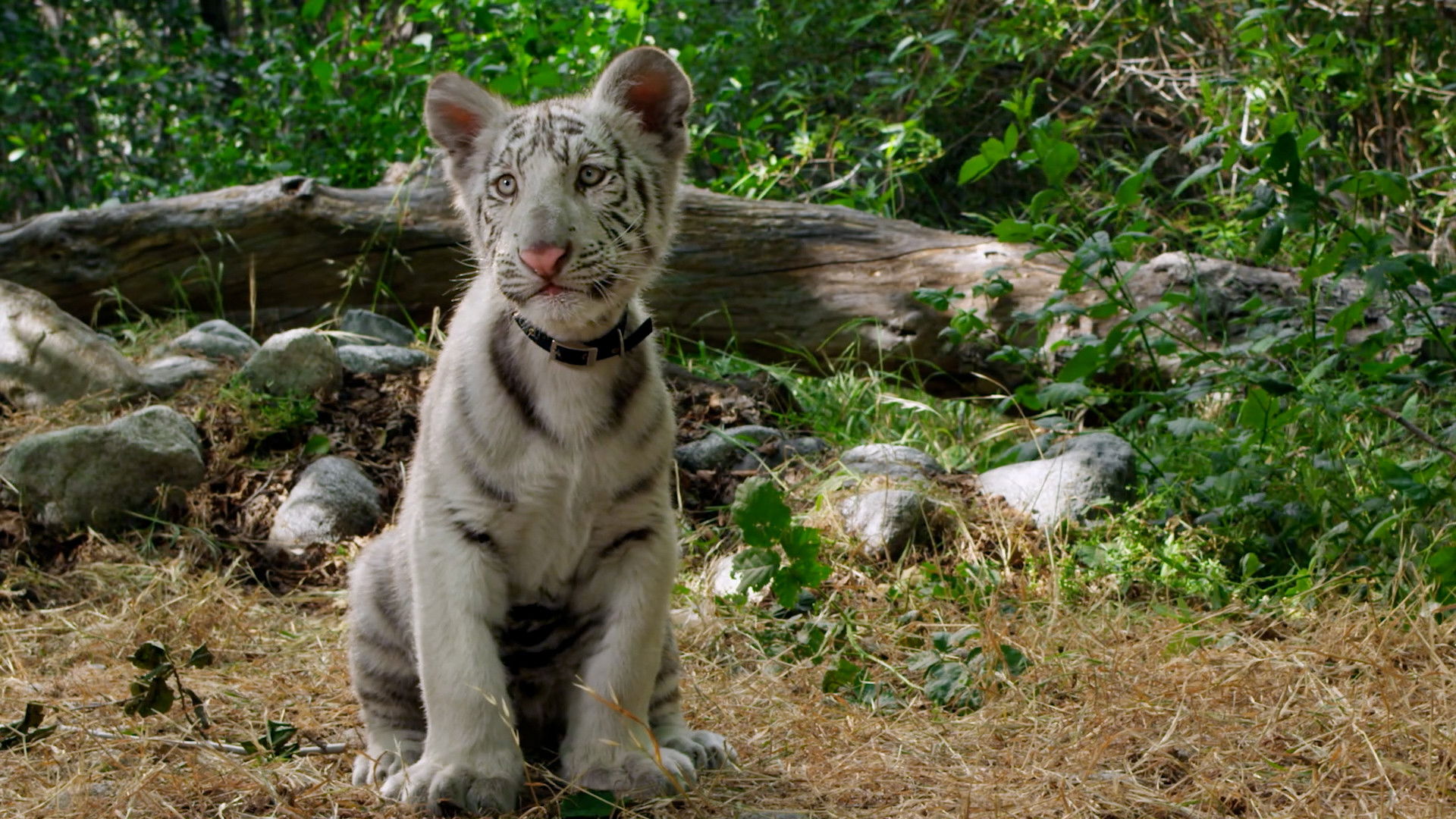 Backdrop for Toby's Big Adventure