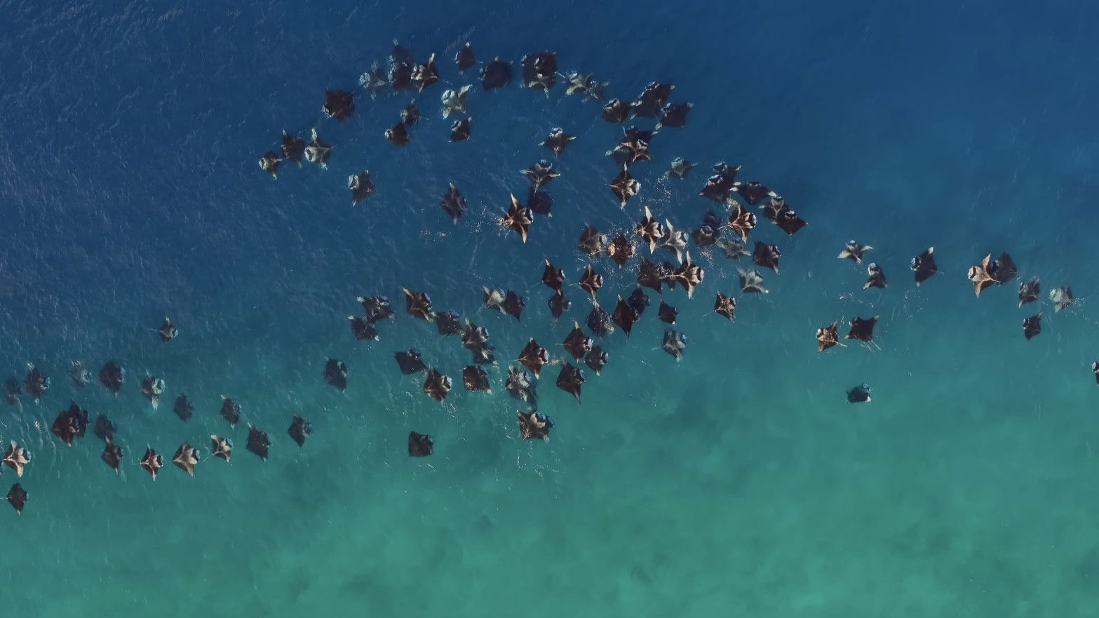 Backdrop for A Deeper Dive with David Attenborough