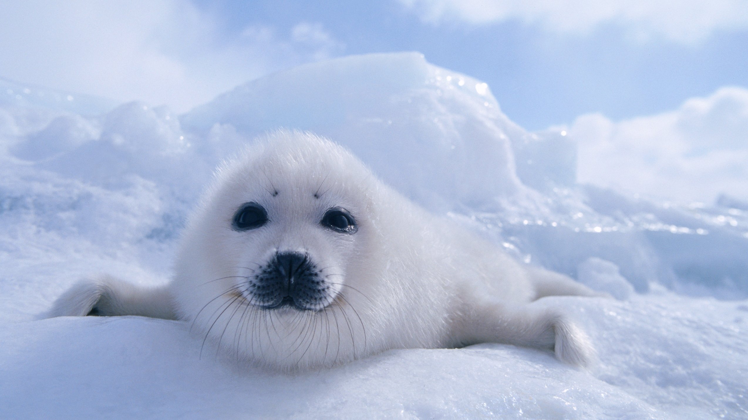 Backdrop for Wildest Arctic