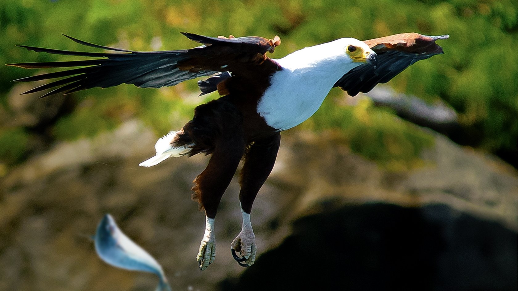 Backdrop for Predator Fail