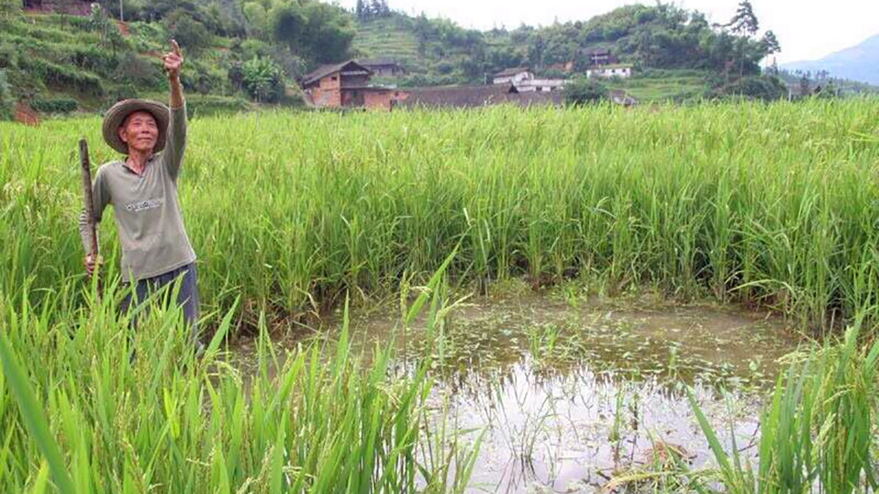 Backdrop for Falling From the Sky