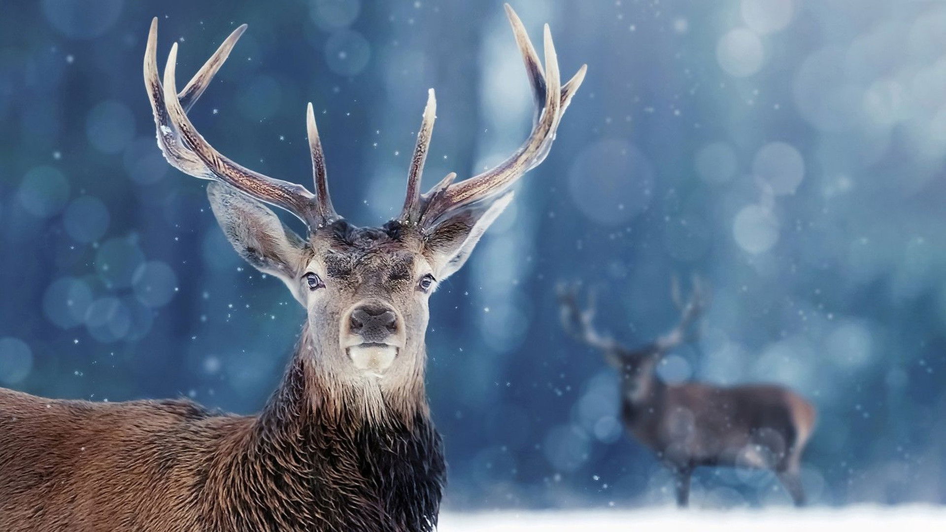 Backdrop for Snow Animals