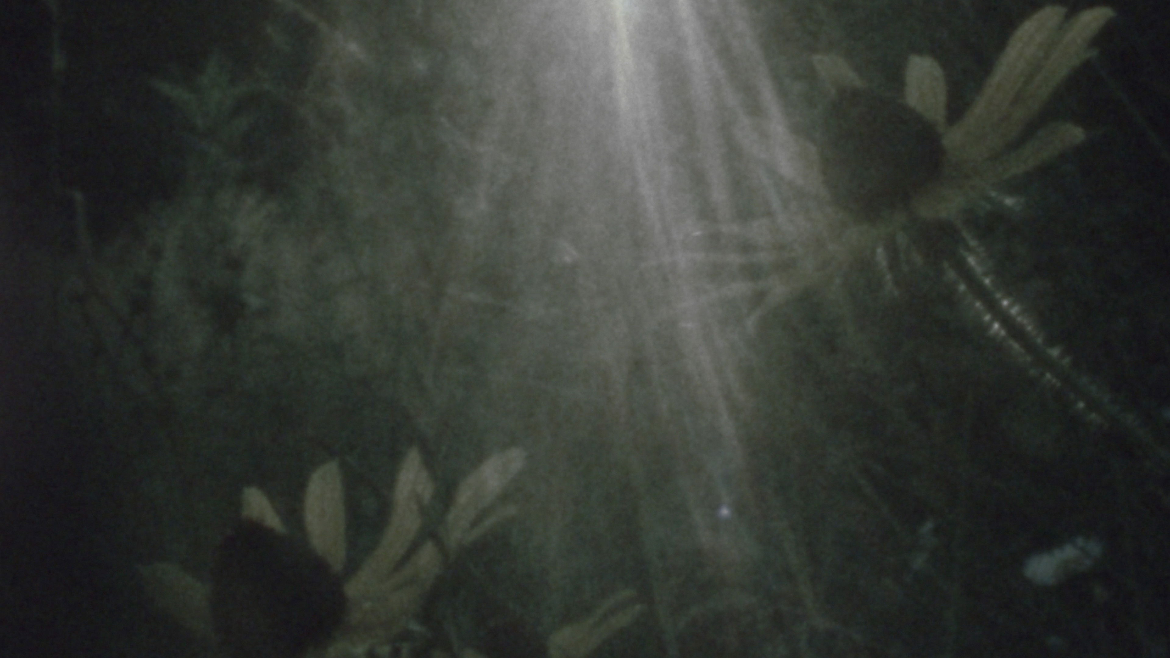 Backdrop for Fog on the Mountain