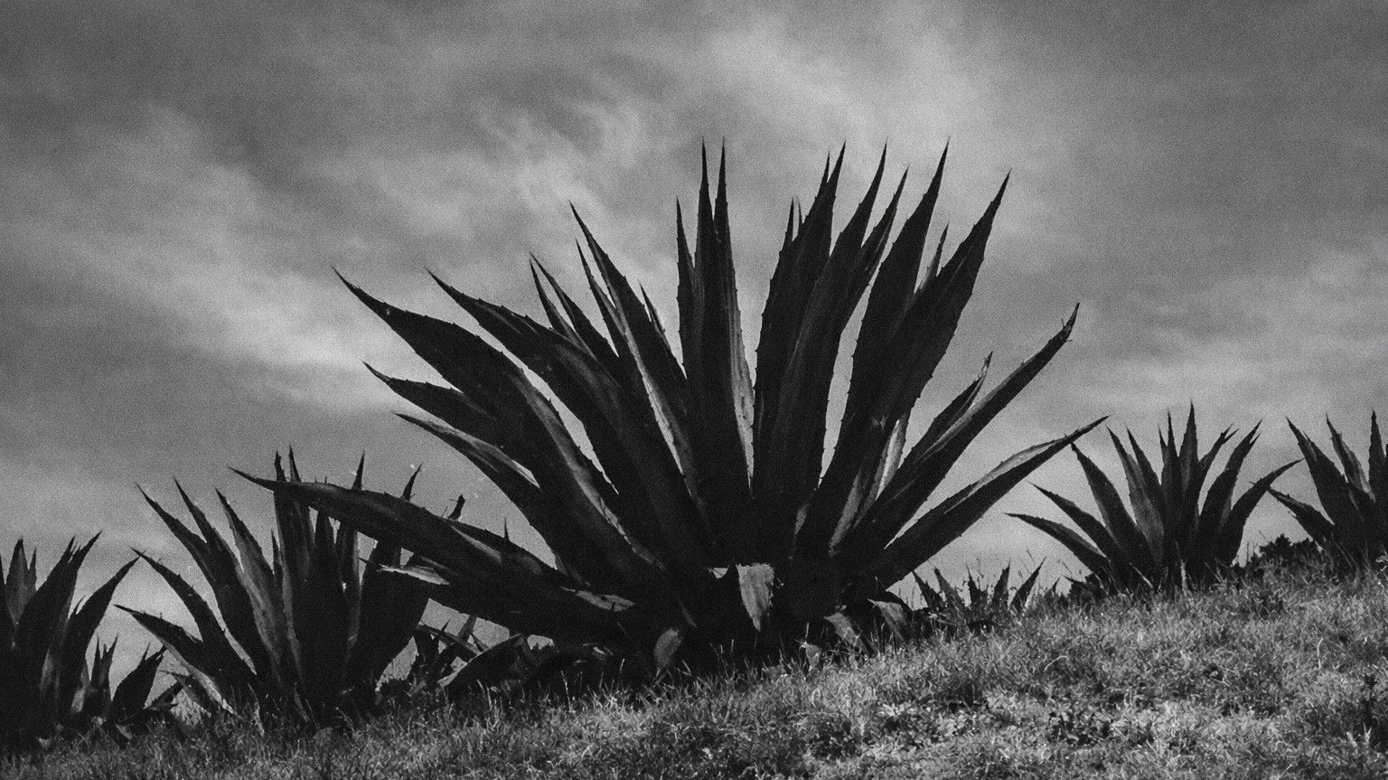 Backdrop for Magueyes