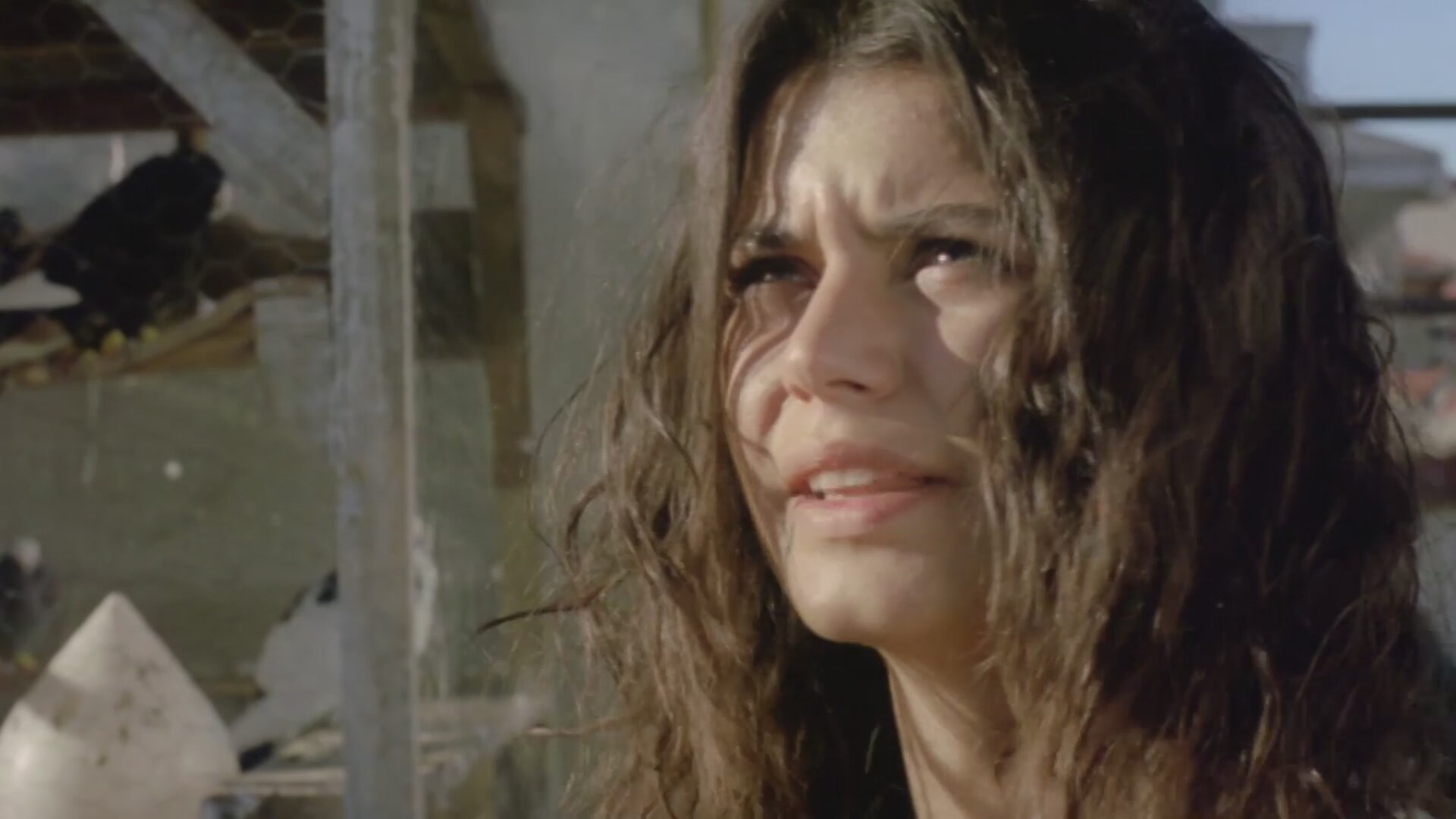 Backdrop for Wings of the Night