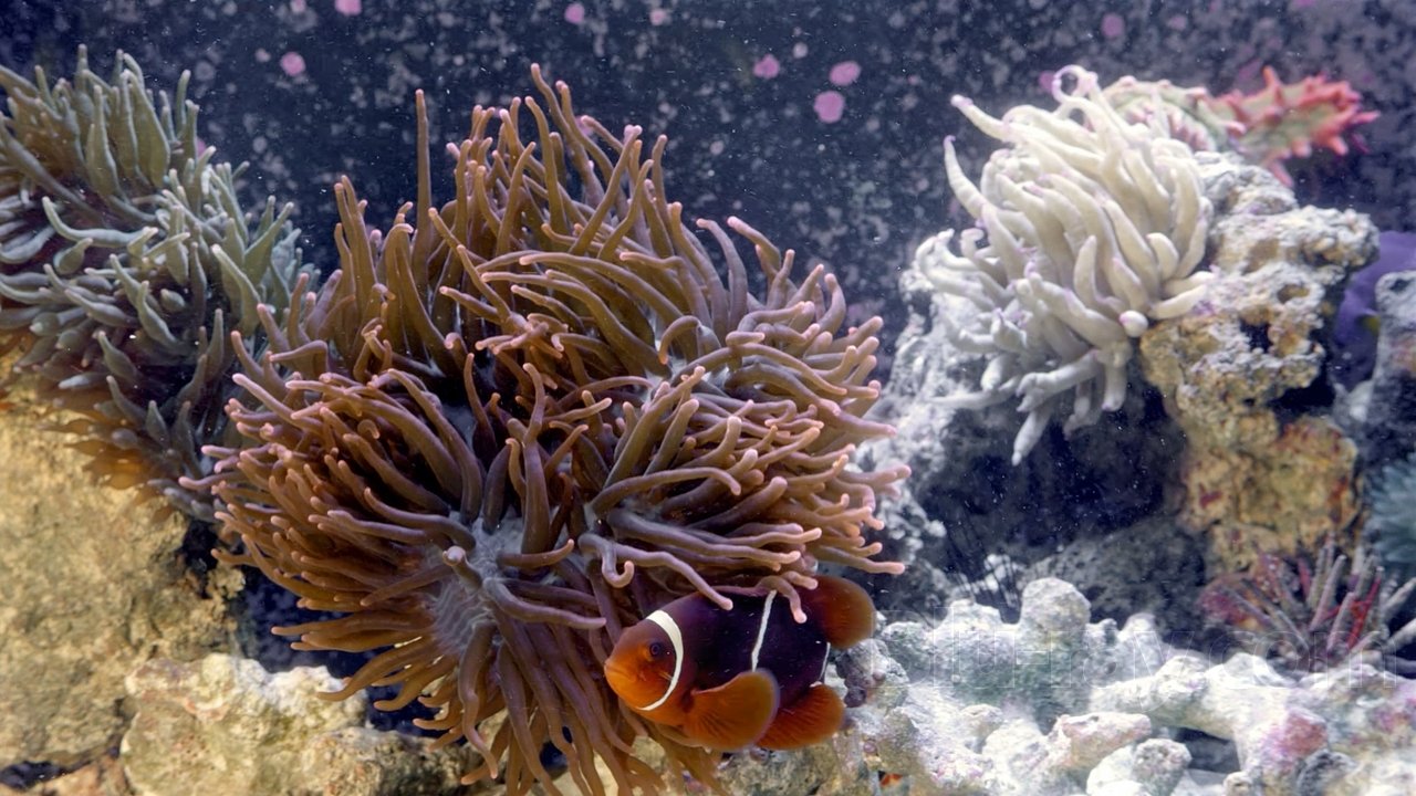 Backdrop for 3D Aquarium