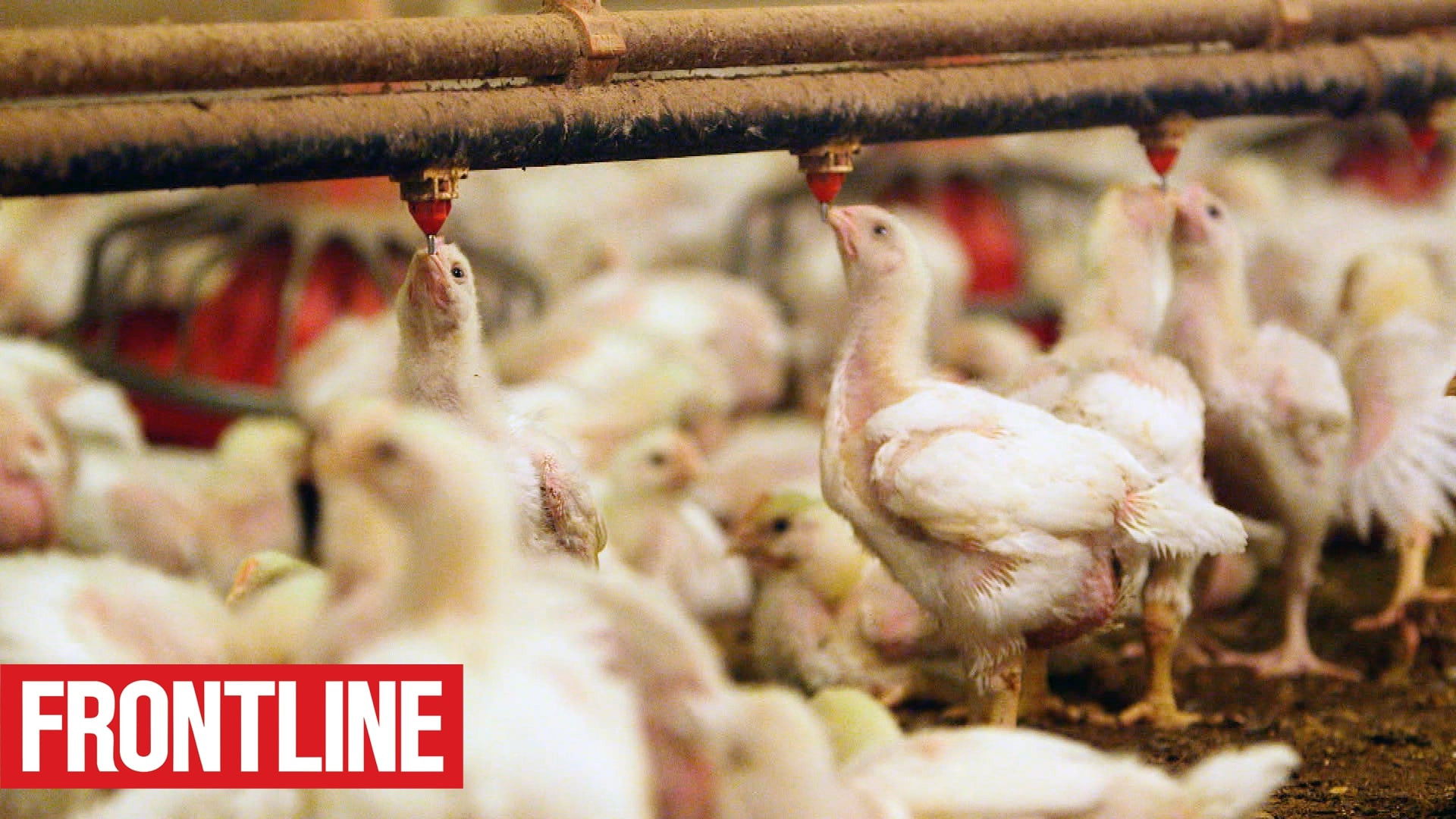 Backdrop for The Trouble with Antibiotics