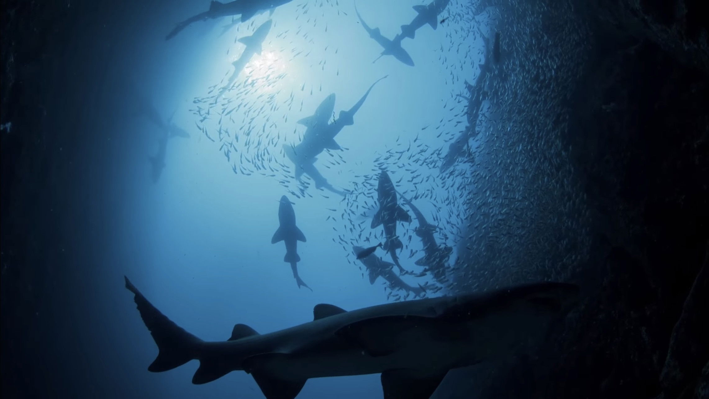 Backdrop for Shark Kingdom