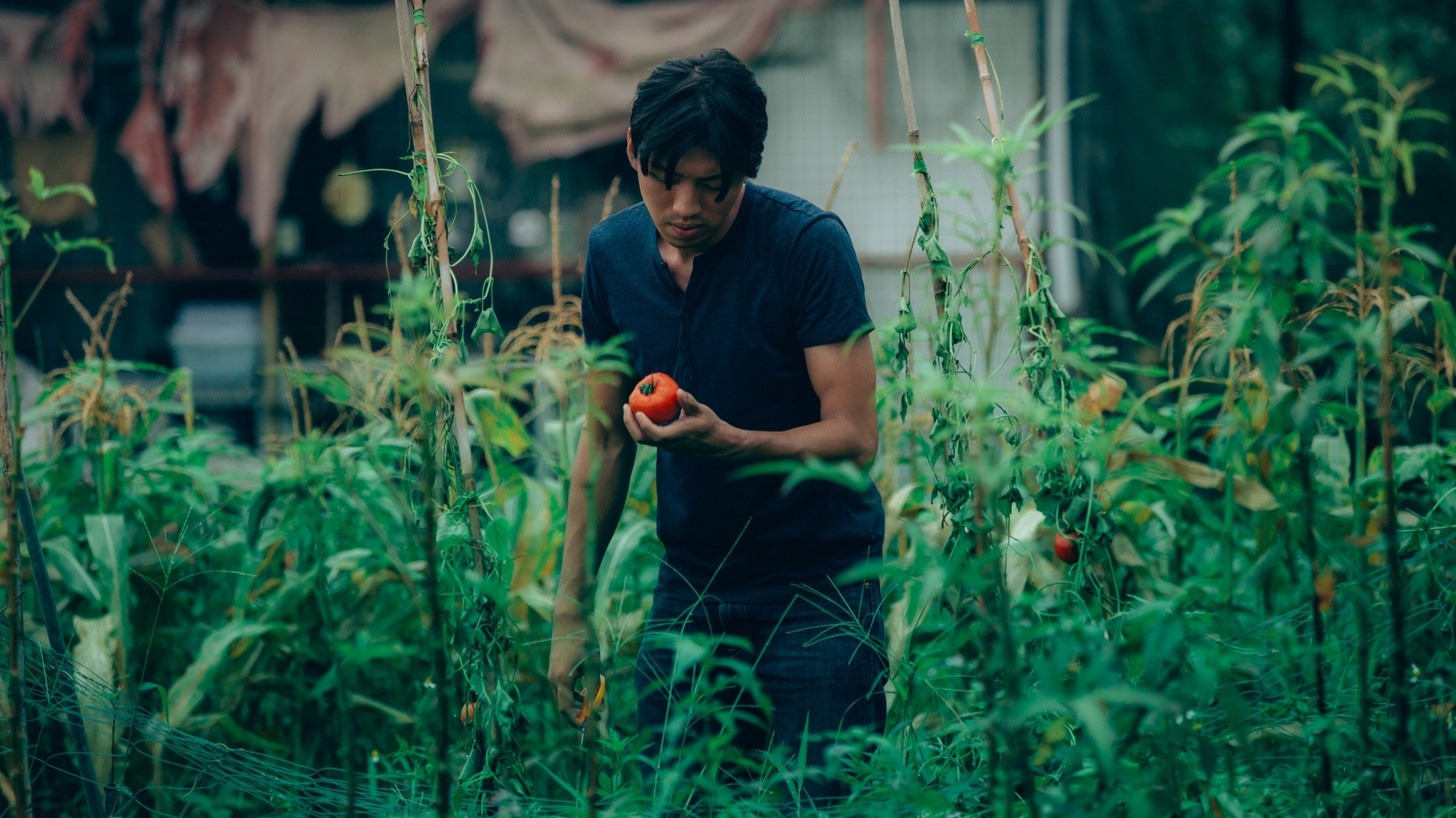 Backdrop for Taste Of Tomato