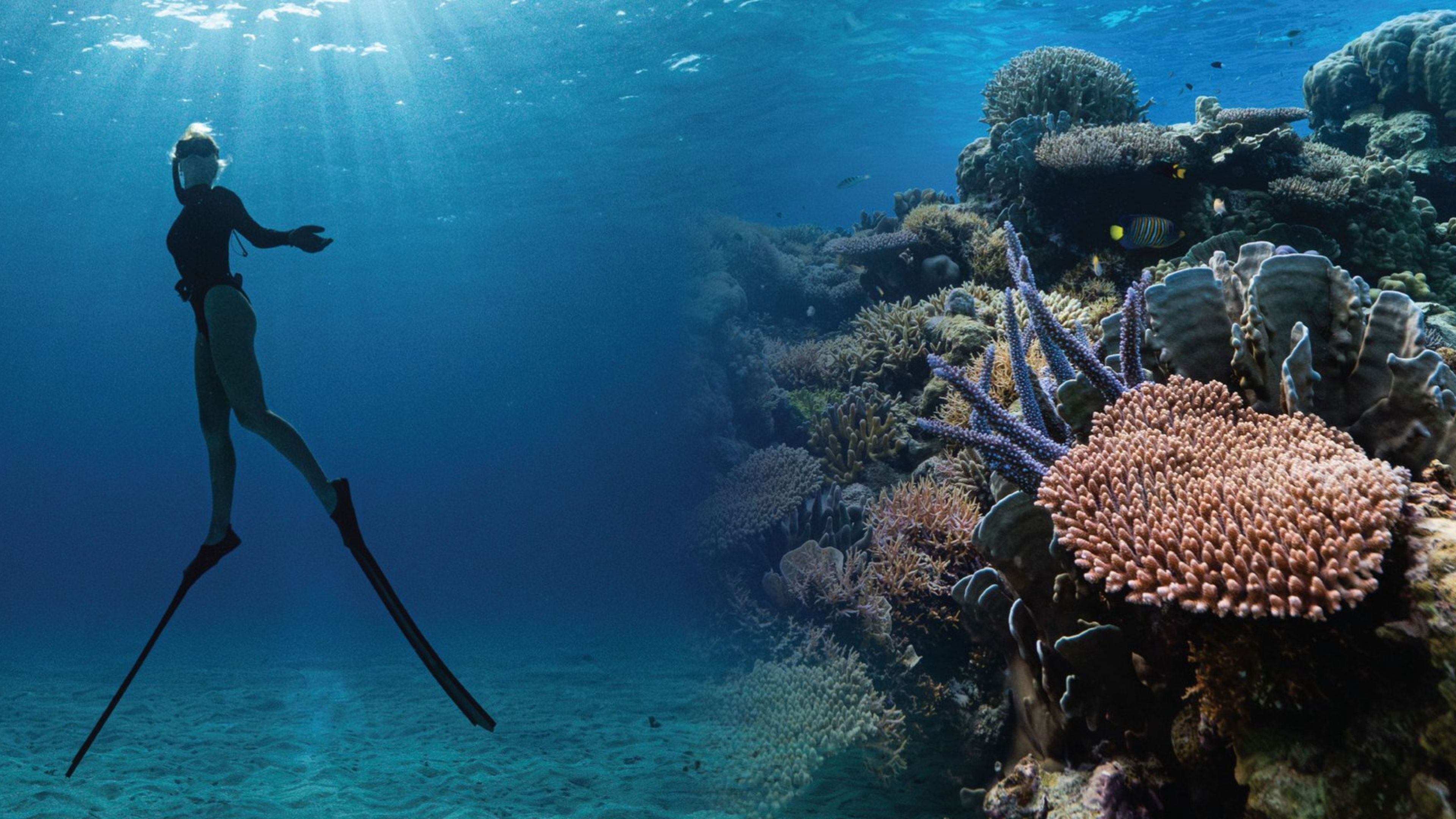 Backdrop for Corals’ Last Stand