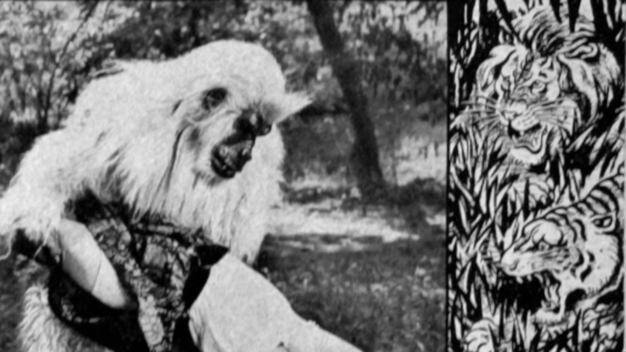 Backdrop for The White Gorilla