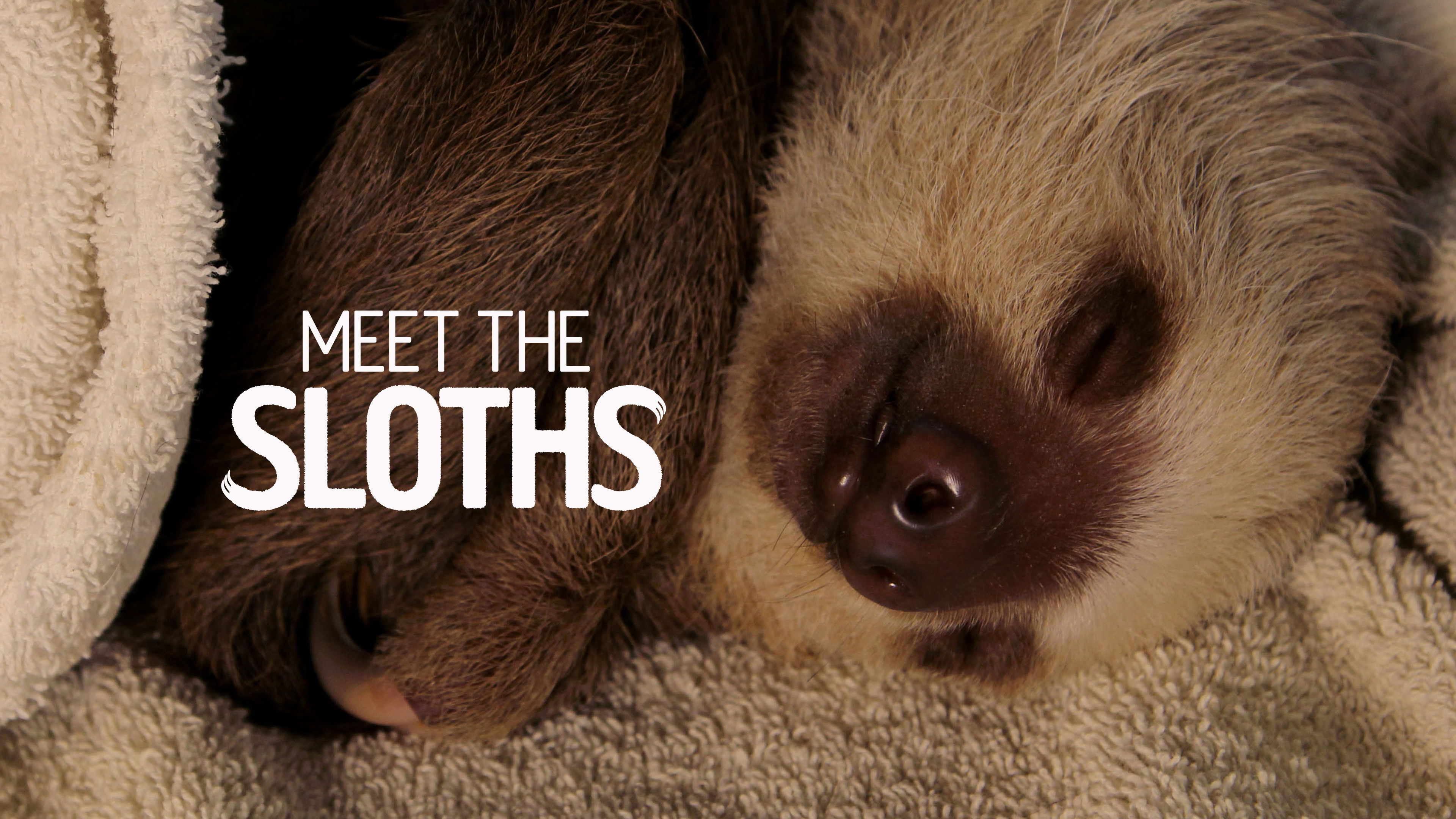 Backdrop for Meet the Sloths