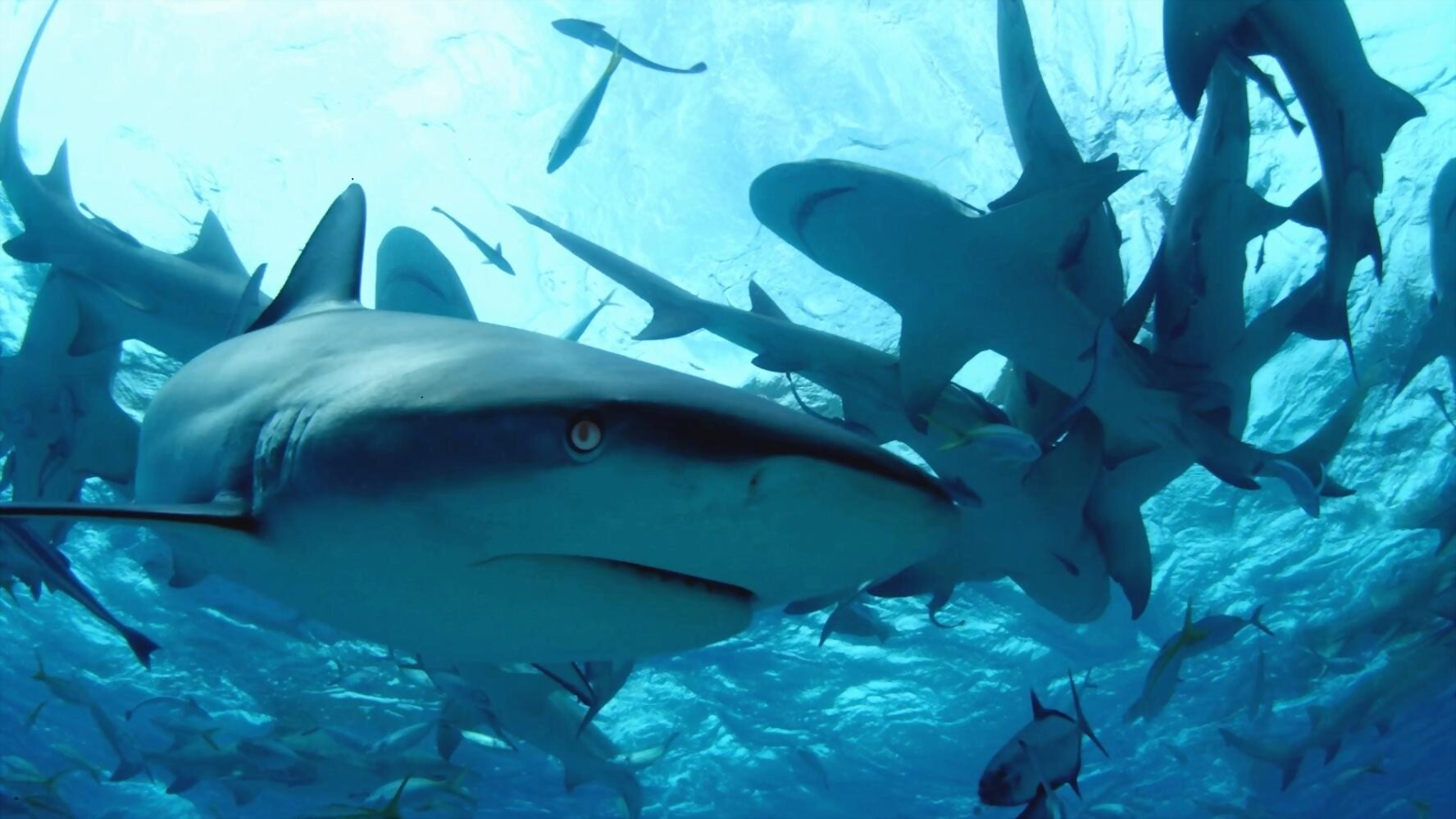 Backdrop for Diving with Sharks: The Ultimate Guide