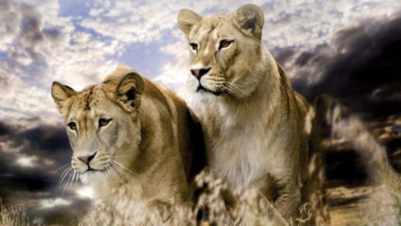 Backdrop for Big Cats: Fast and Dangerous