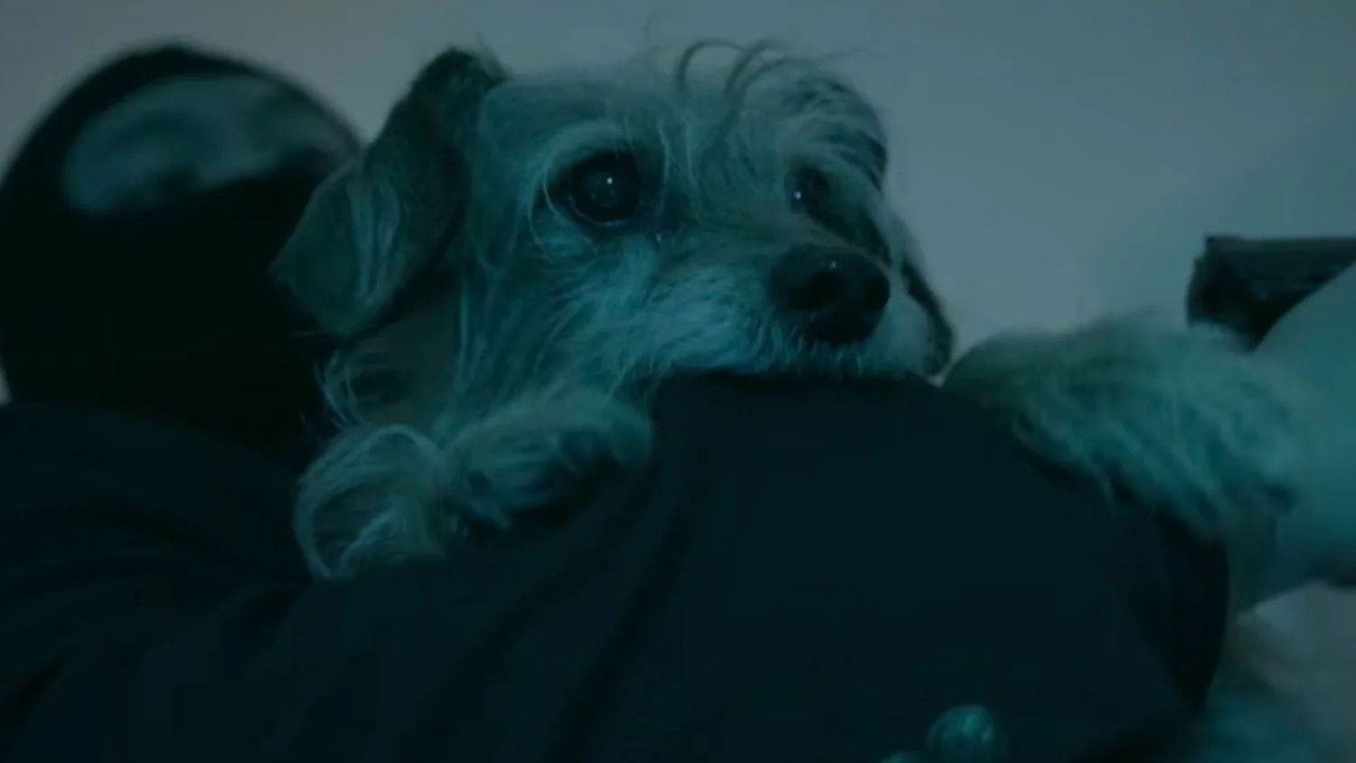 Backdrop for Dog Wick