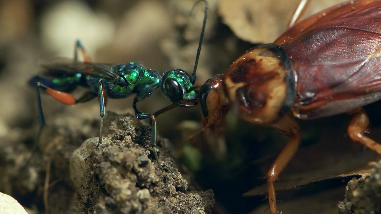 Backdrop for Animales zombis