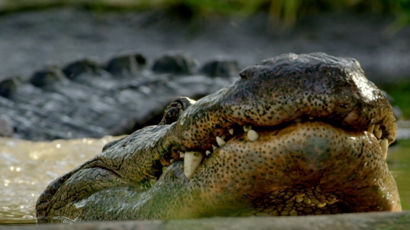 Backdrop for Wild Florida