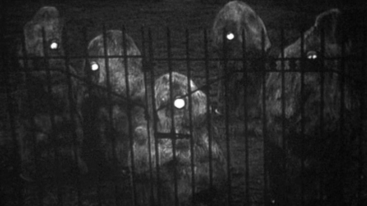 Backdrop for Escape Into Night