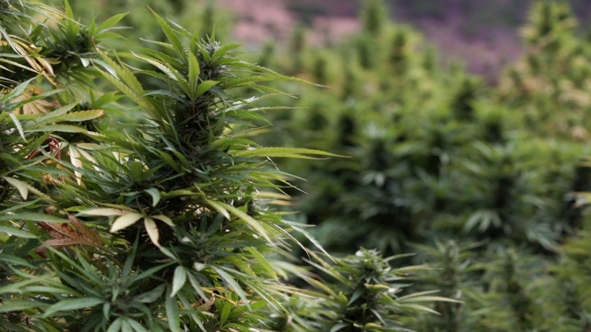 Backdrop for Who’s Getting Rich from Moroccan Hash?