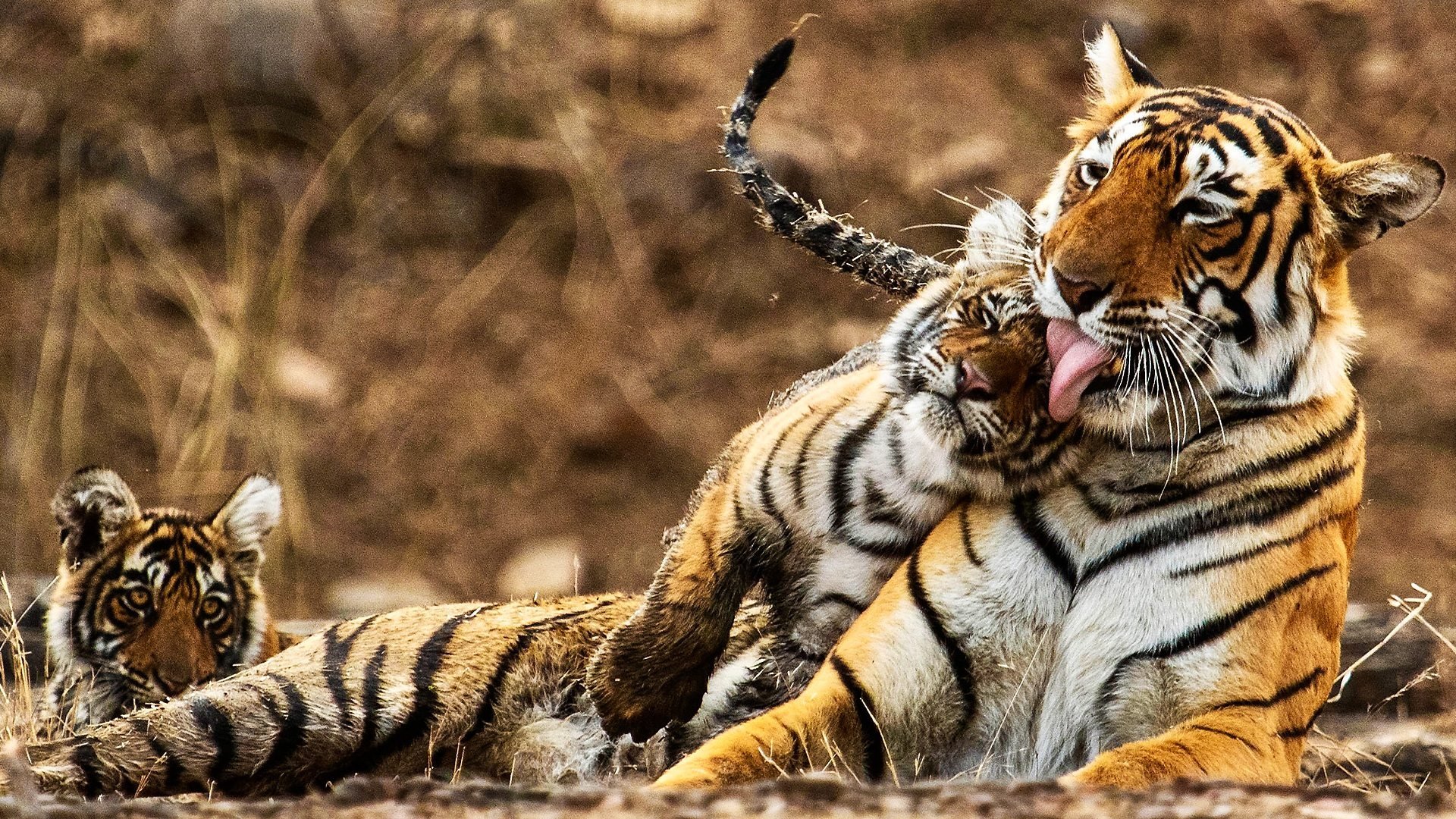 Backdrop for My Tiger Family