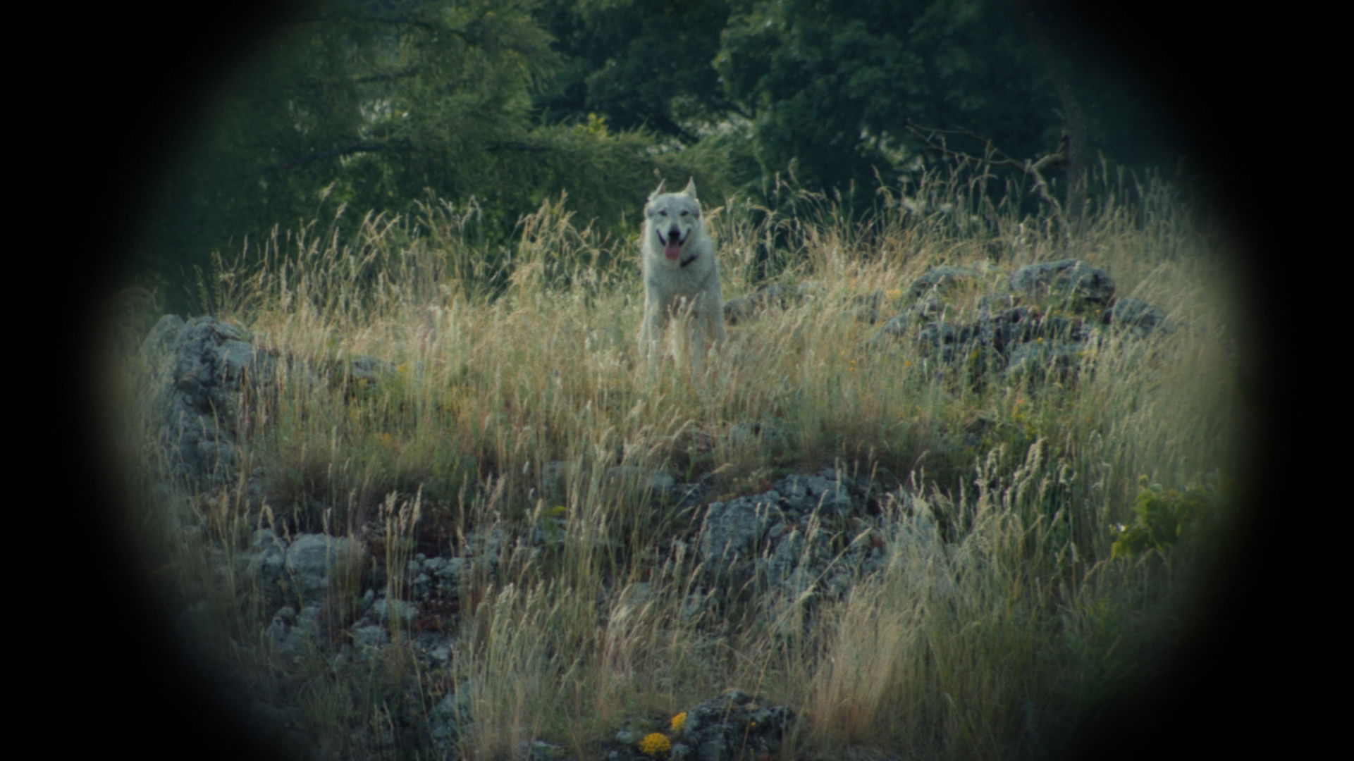 Backdrop for Nebelkind: The End of Silence