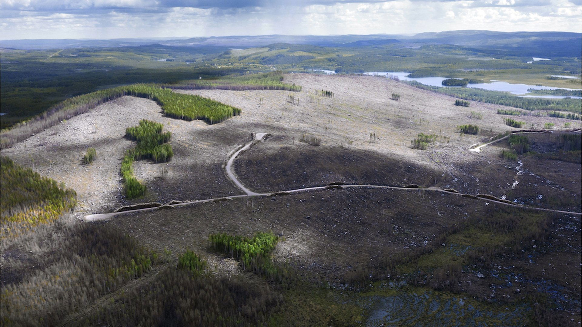 Backdrop for About the Forest