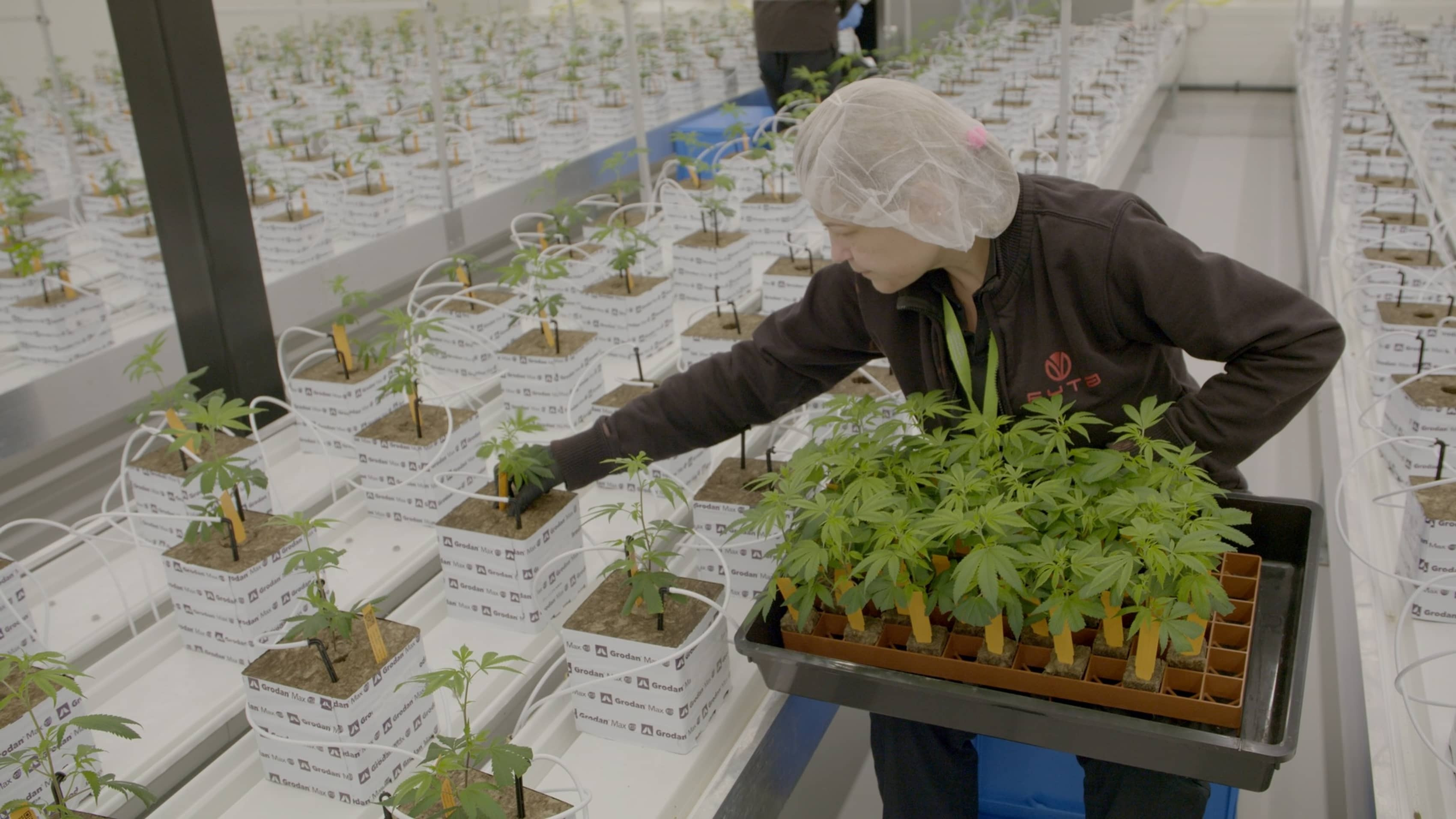 Backdrop for Legal weed 2